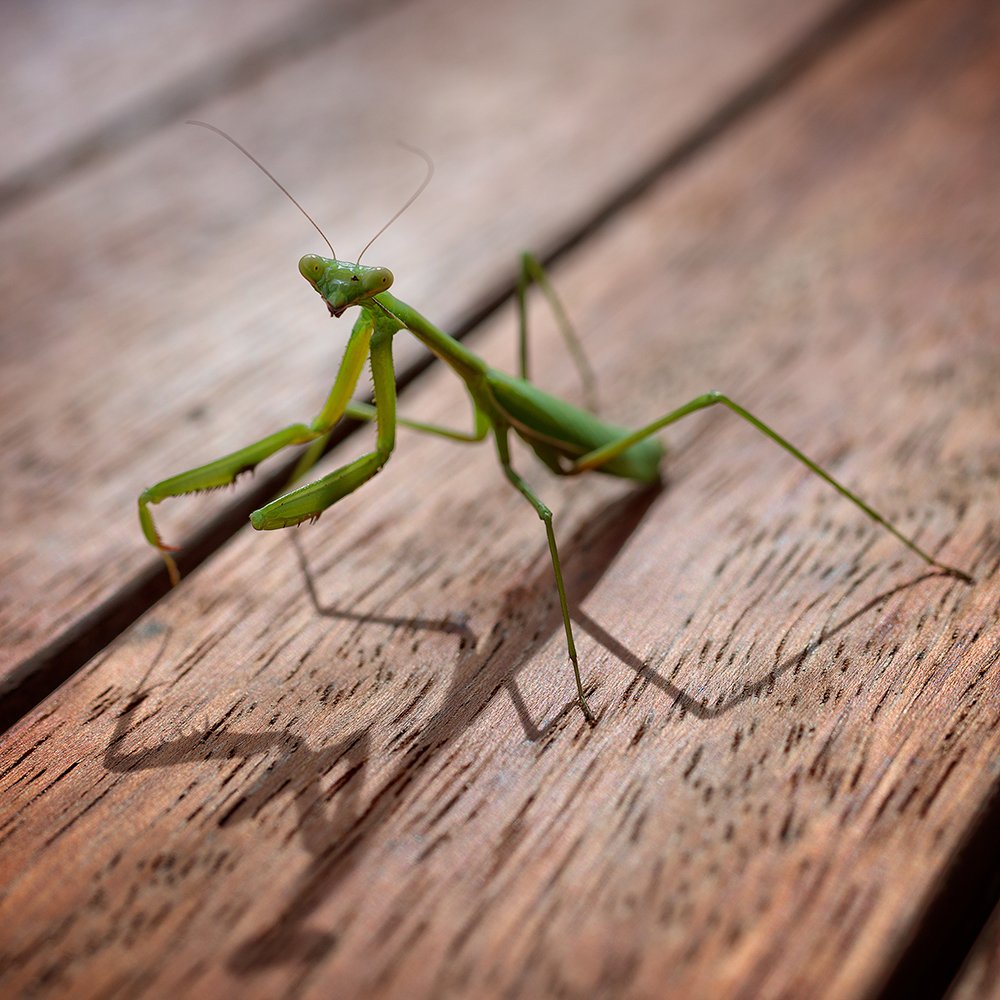 praying-mantis.jpg