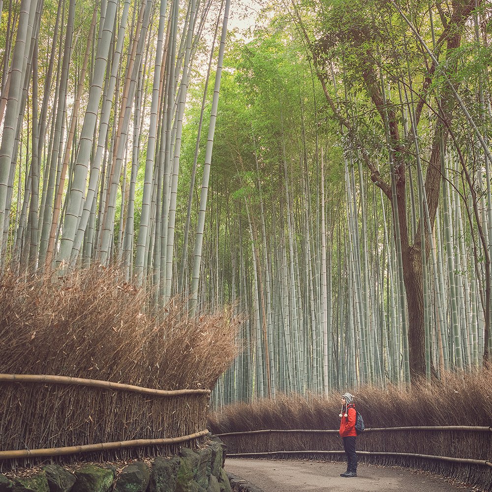 bamboo-forest-japan.jpg