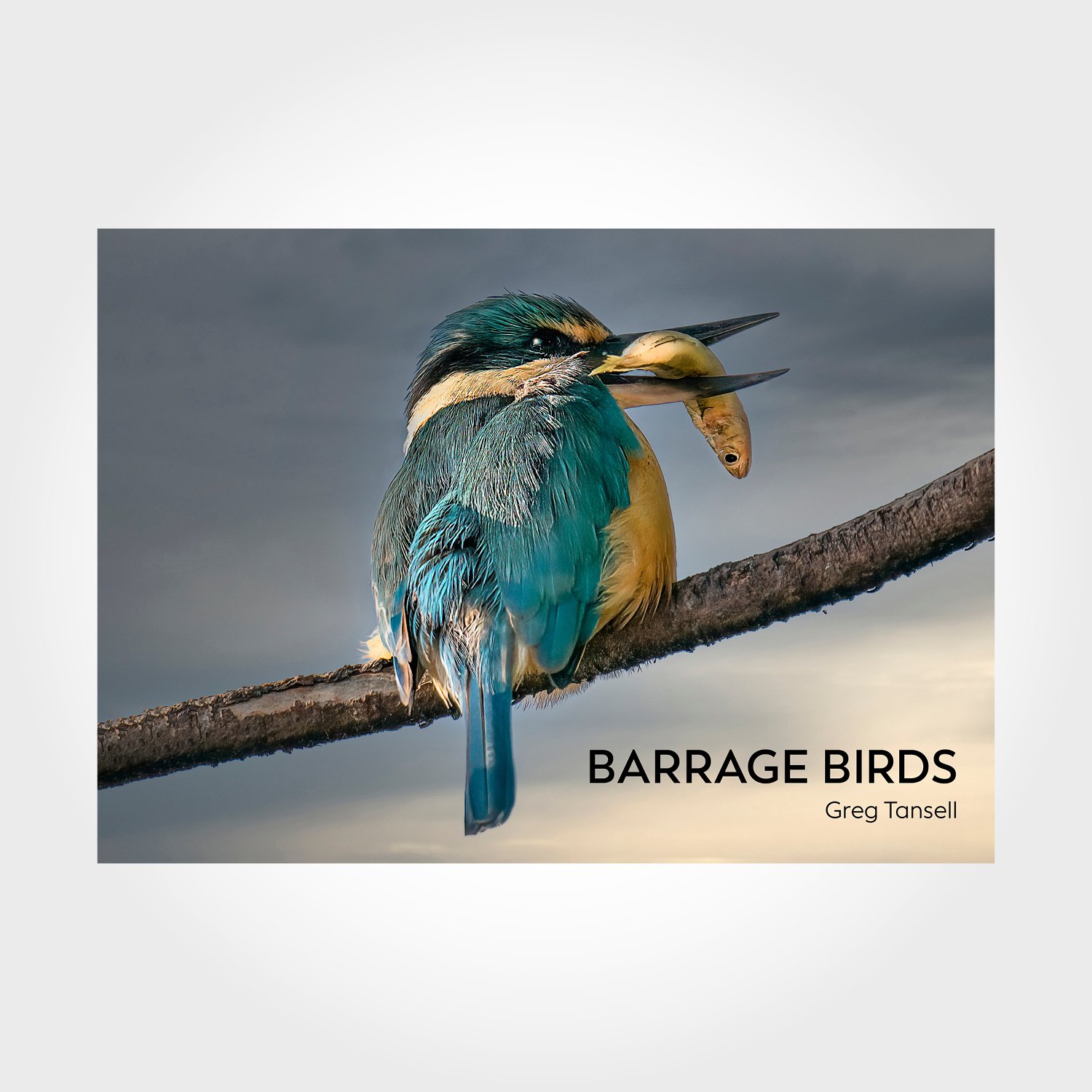 Barrage Birds