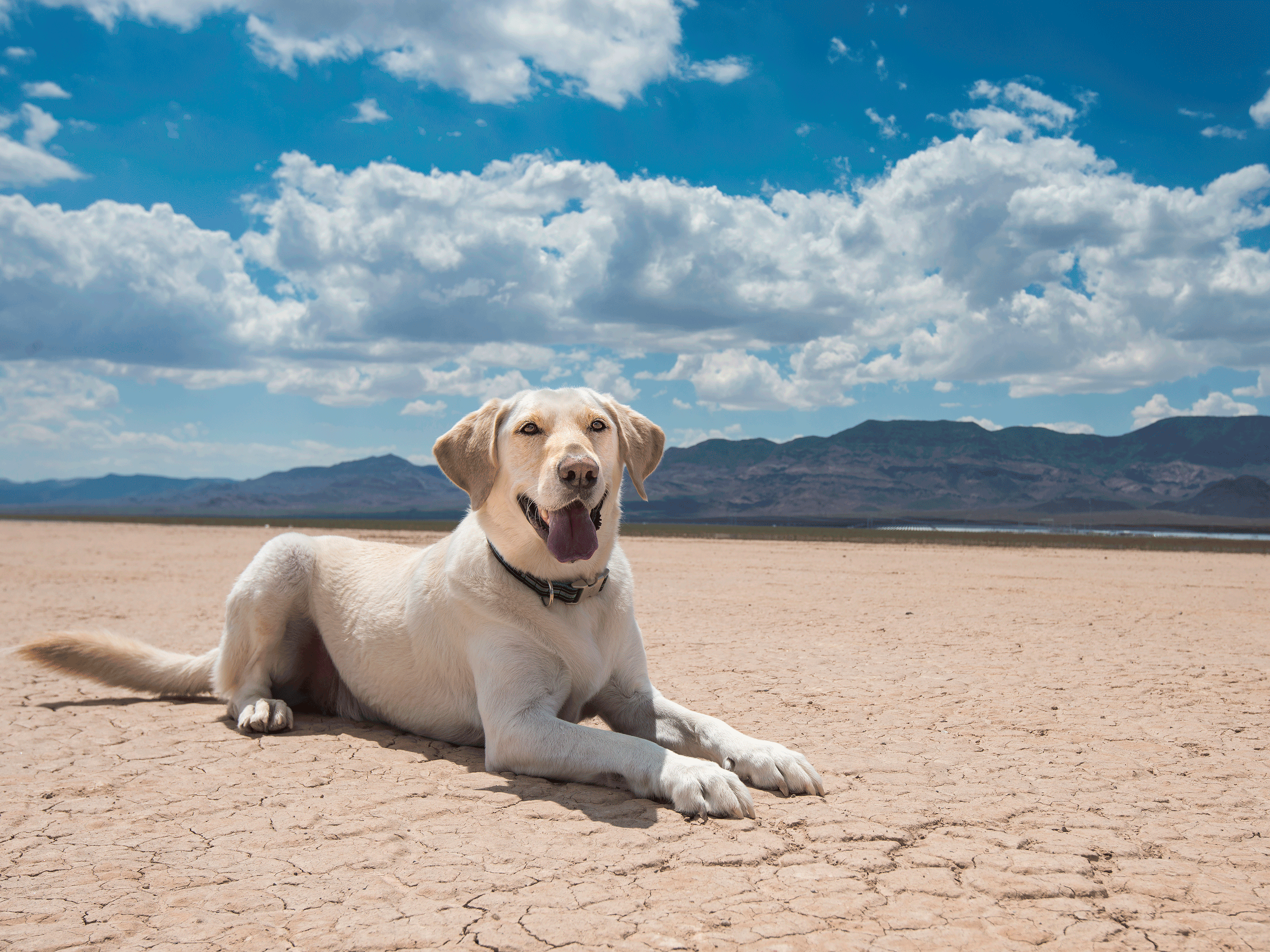Bear Portrait- Dry Lake Bed- Nevada