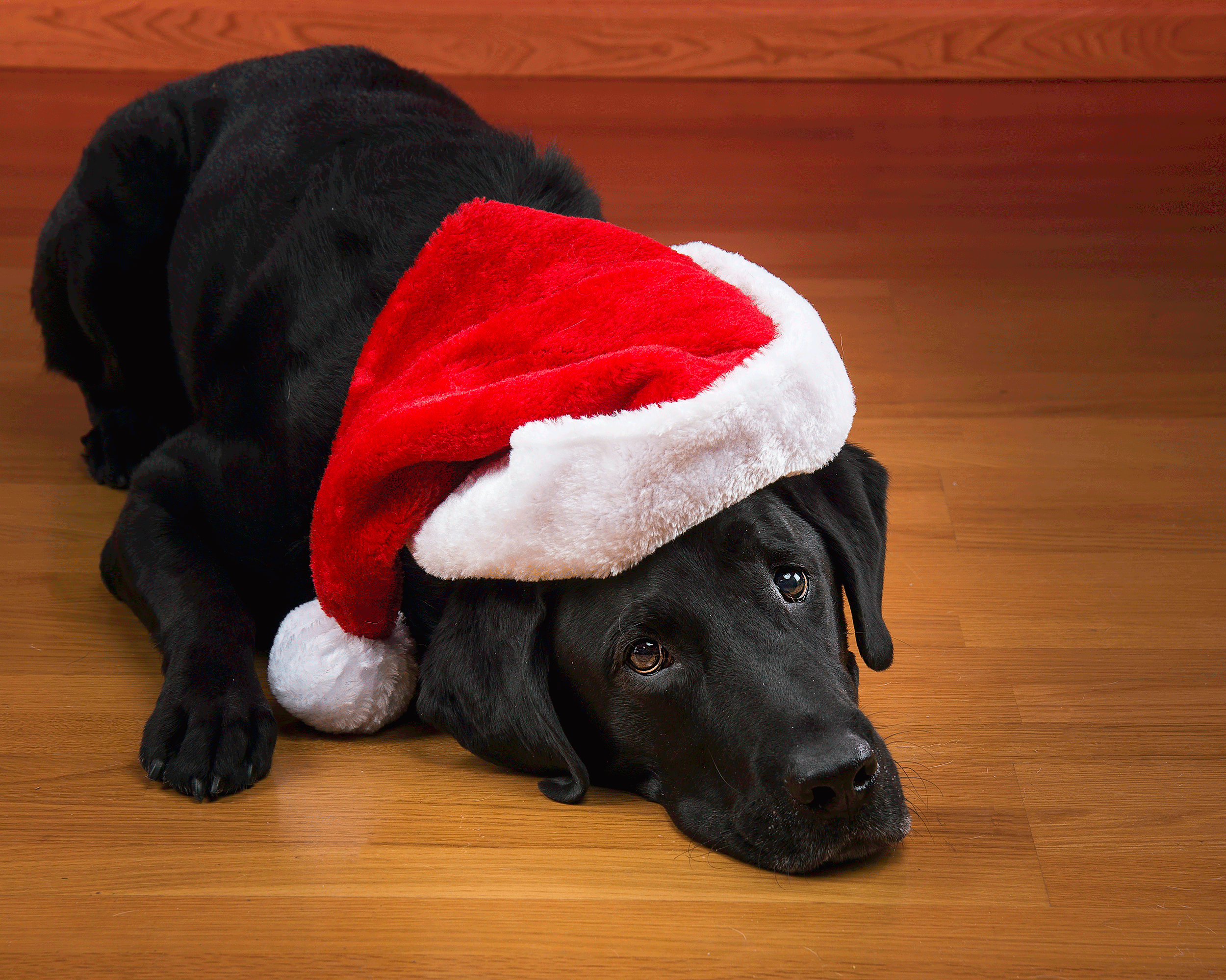 Crash- Christmas Portrait