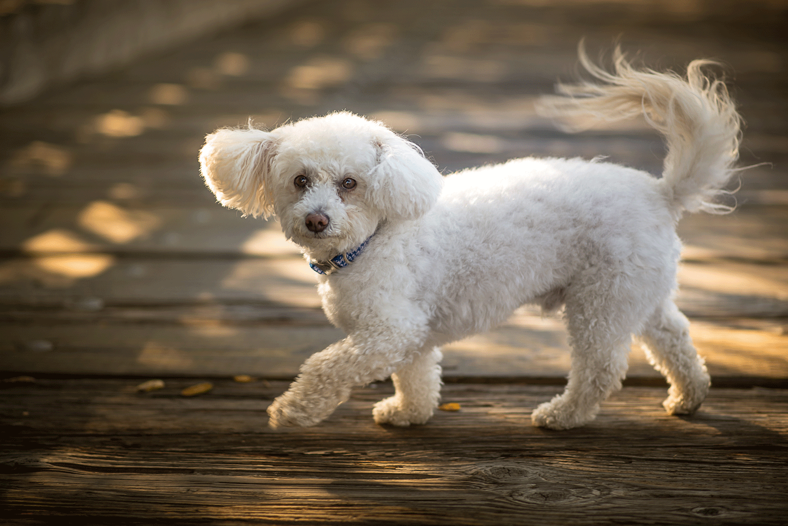 "Frankie" Rescue Dog