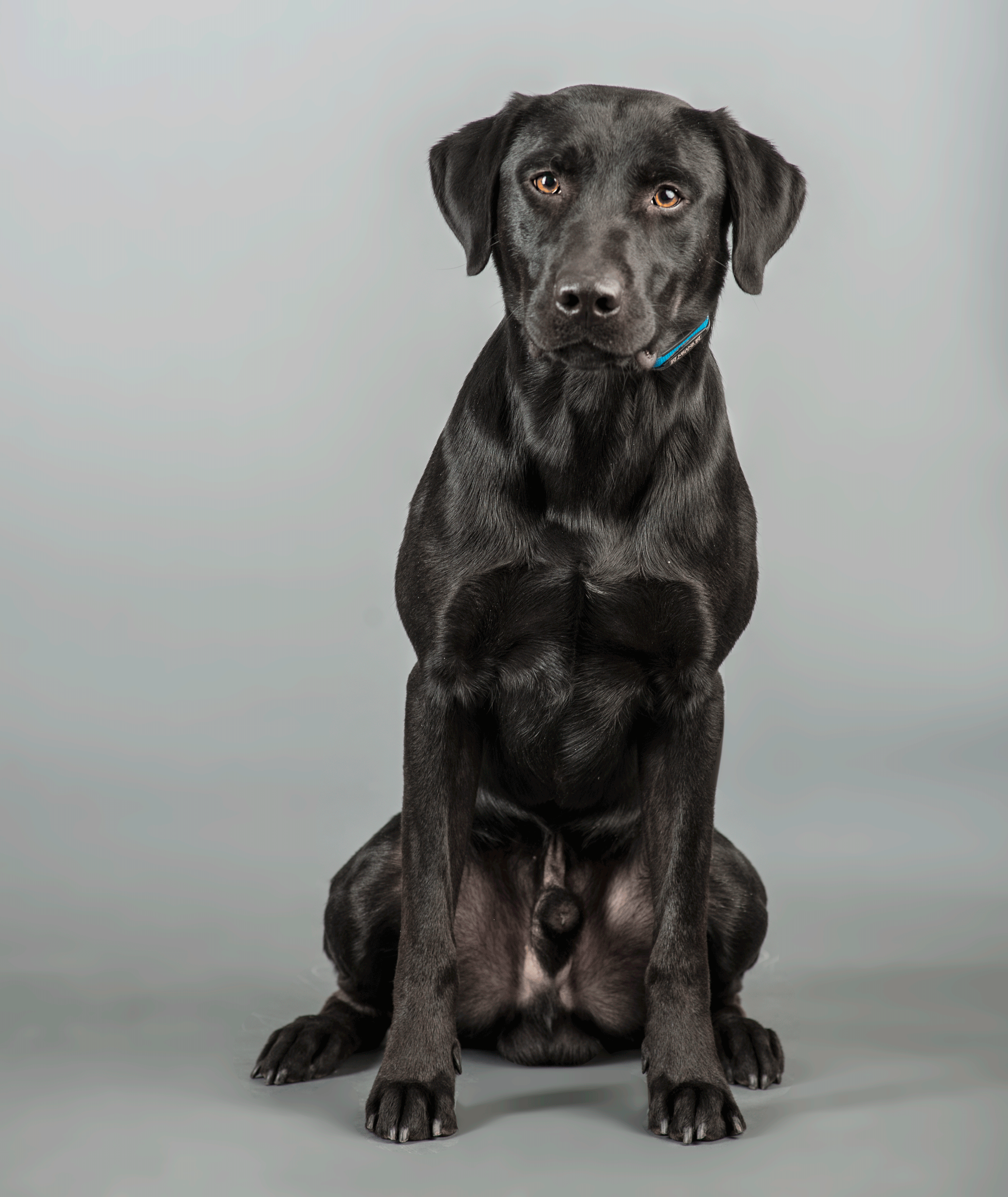 Serious Labrador Ball Face