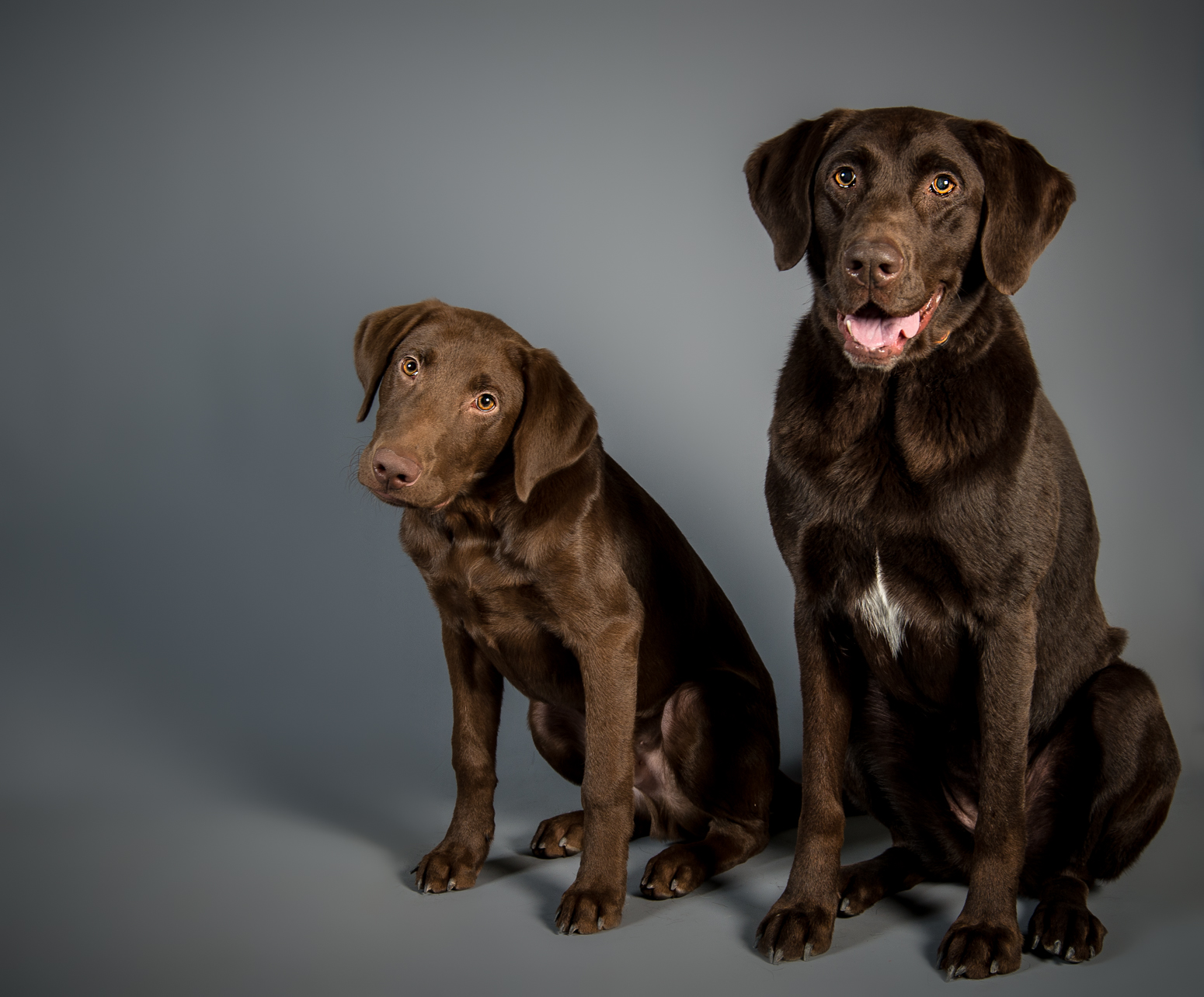 Labrador Pair