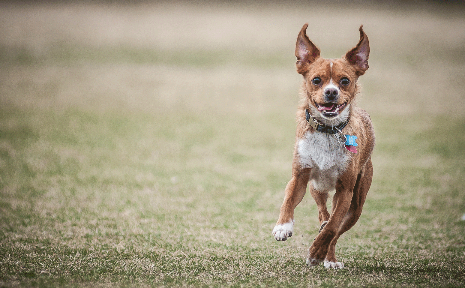 "Mikey" Rescue Dog