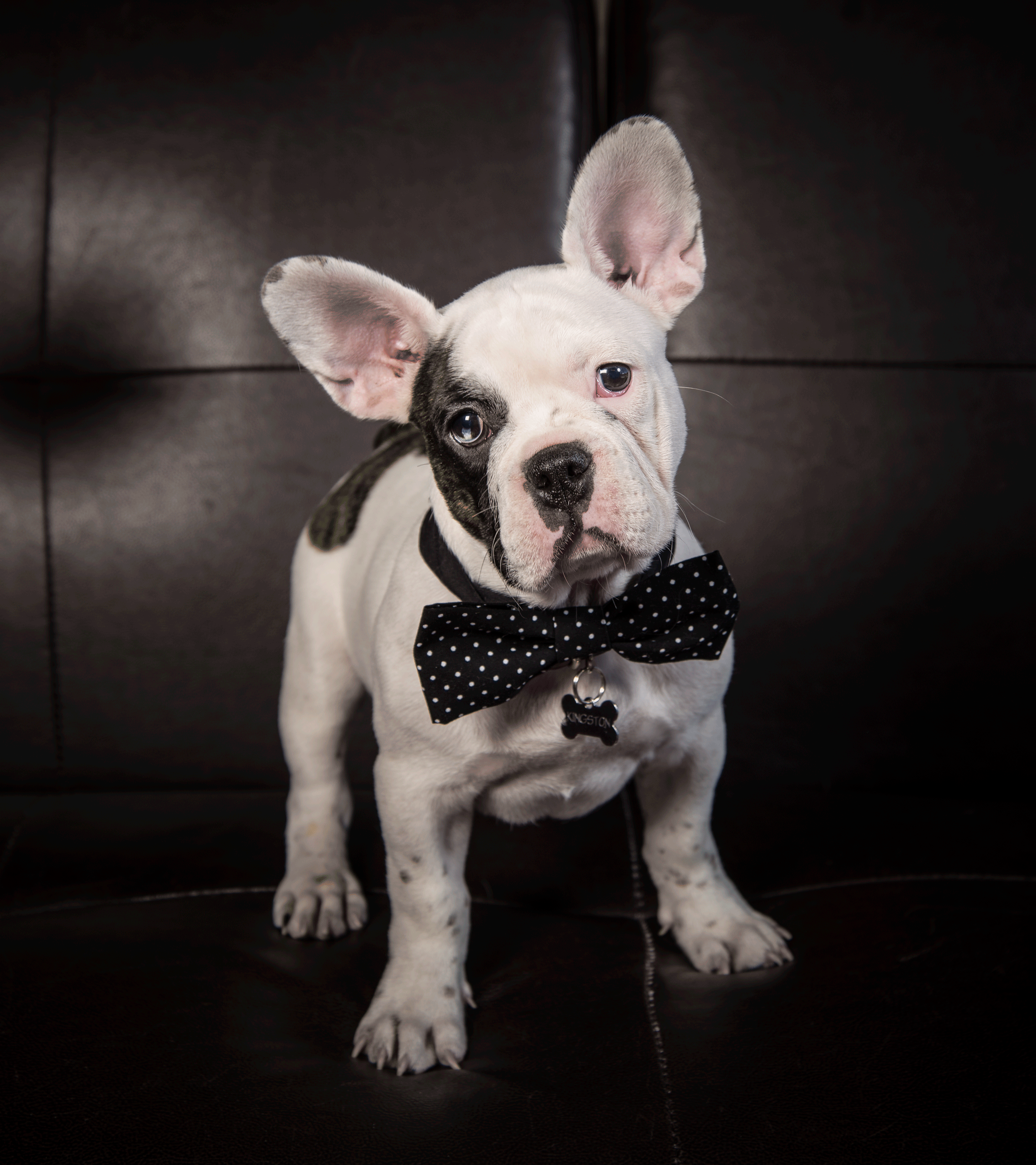 "Kingston" Bulldog