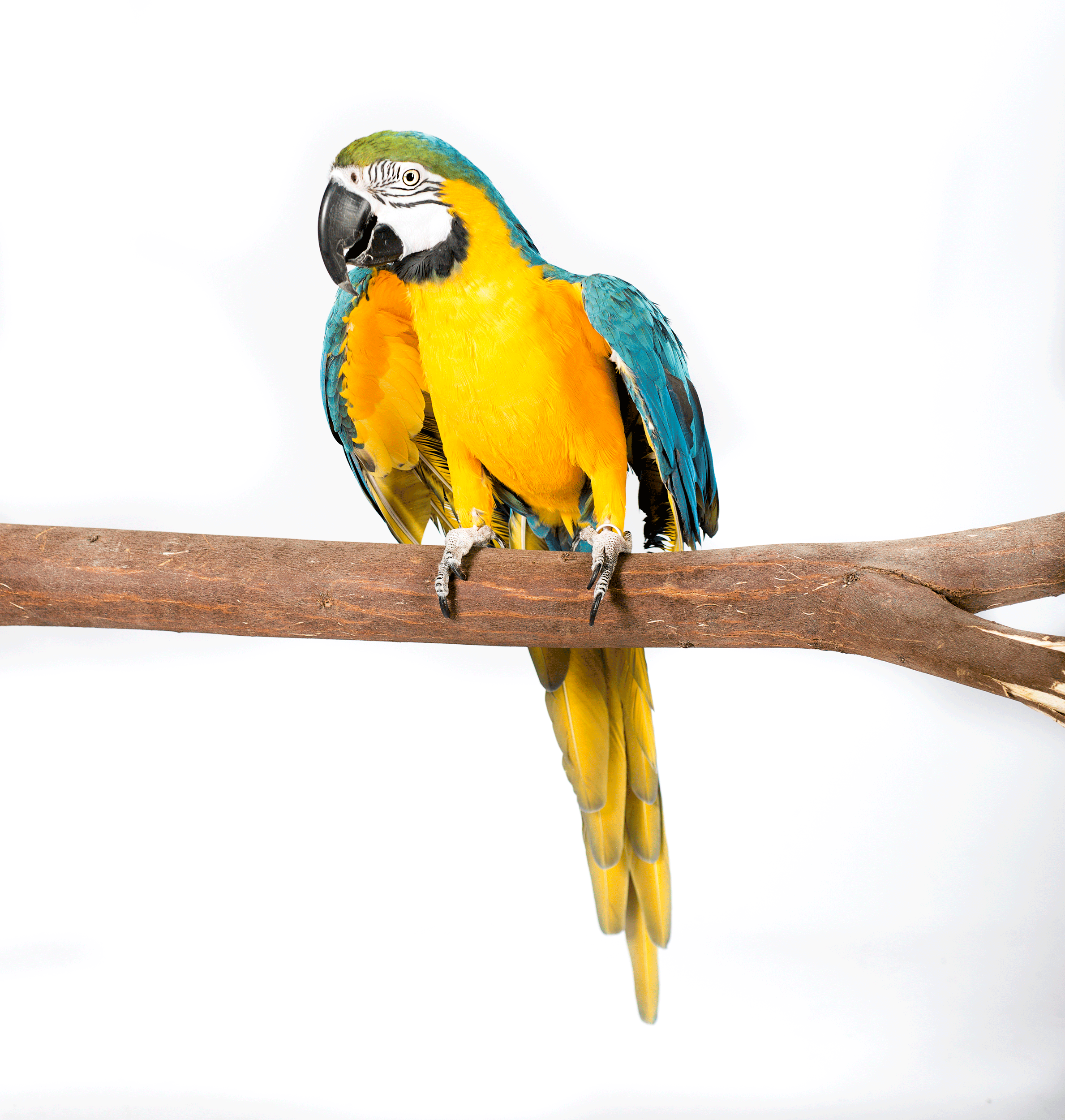 Macaw Studio Portrait