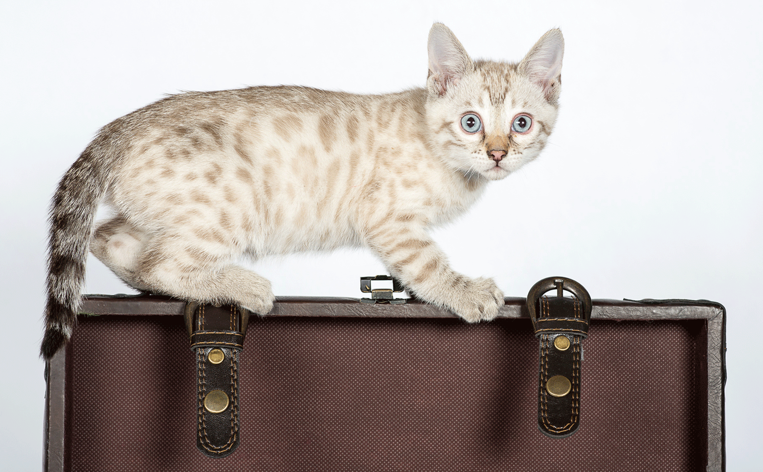 Bengal Kitten Photo