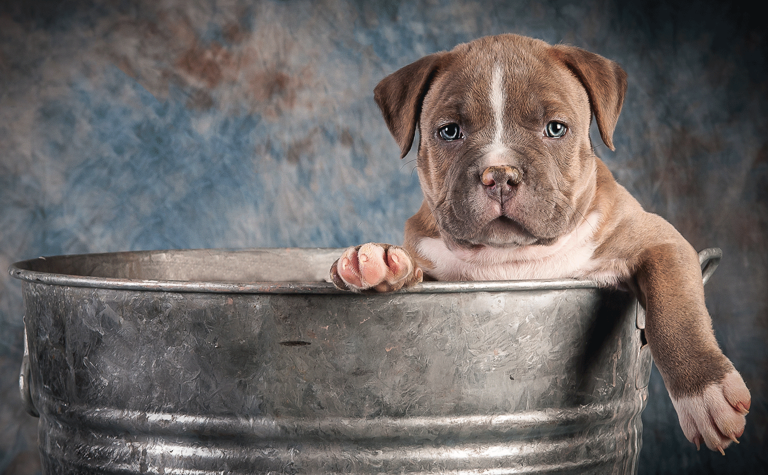 Puppy Portrait