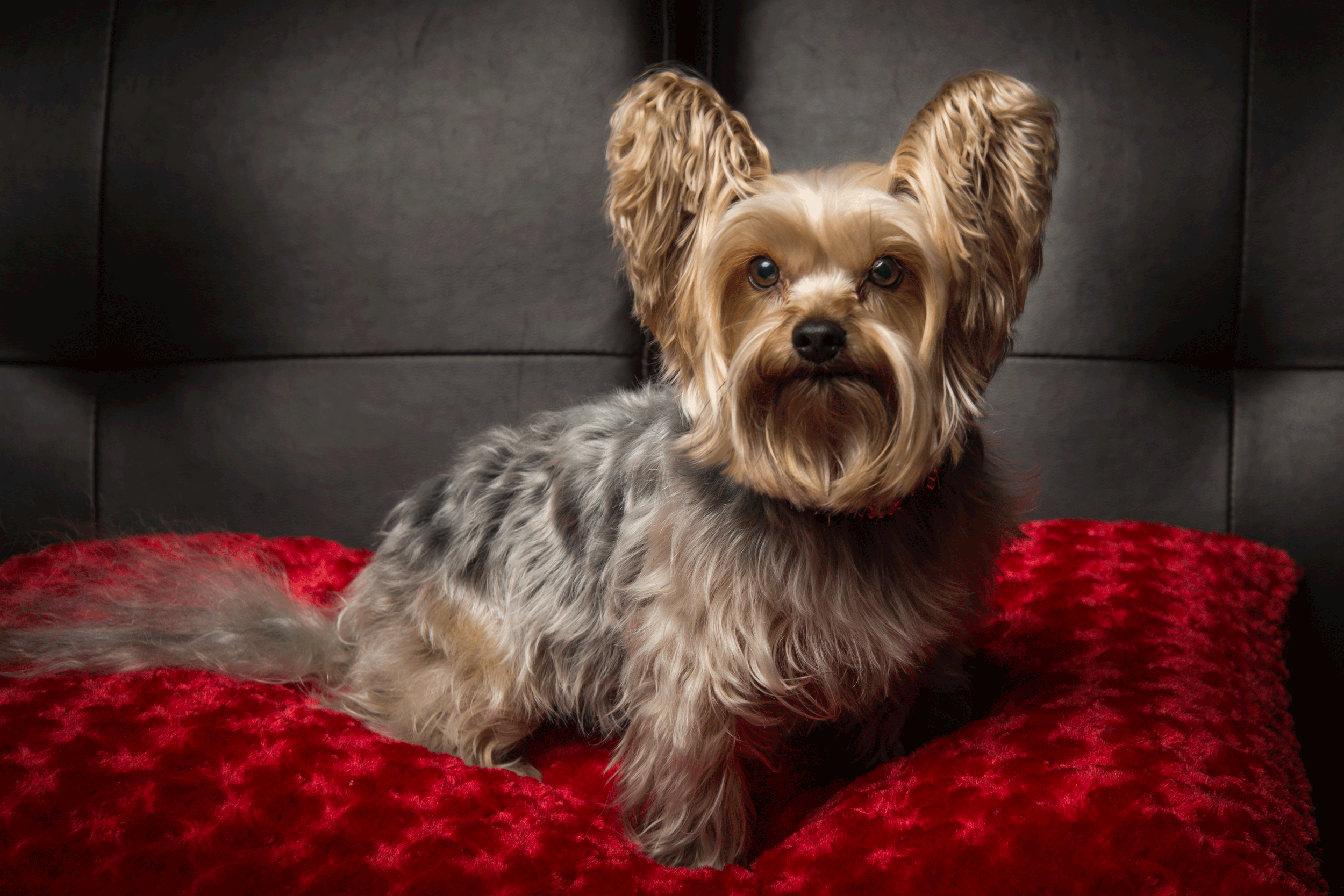 Yorkie Studio Session