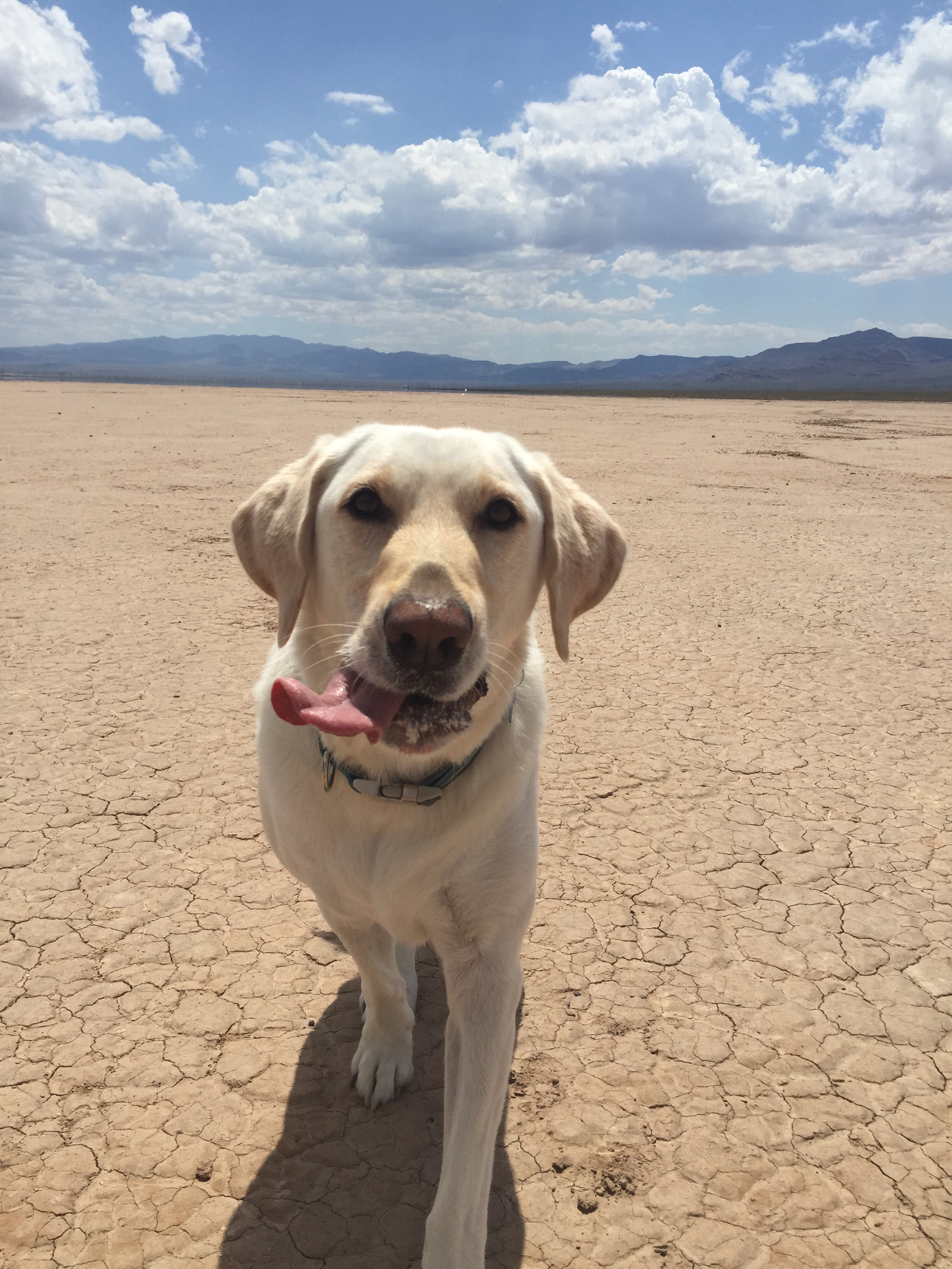 Bear enjoying the dry lake bed (iPhone Photo)