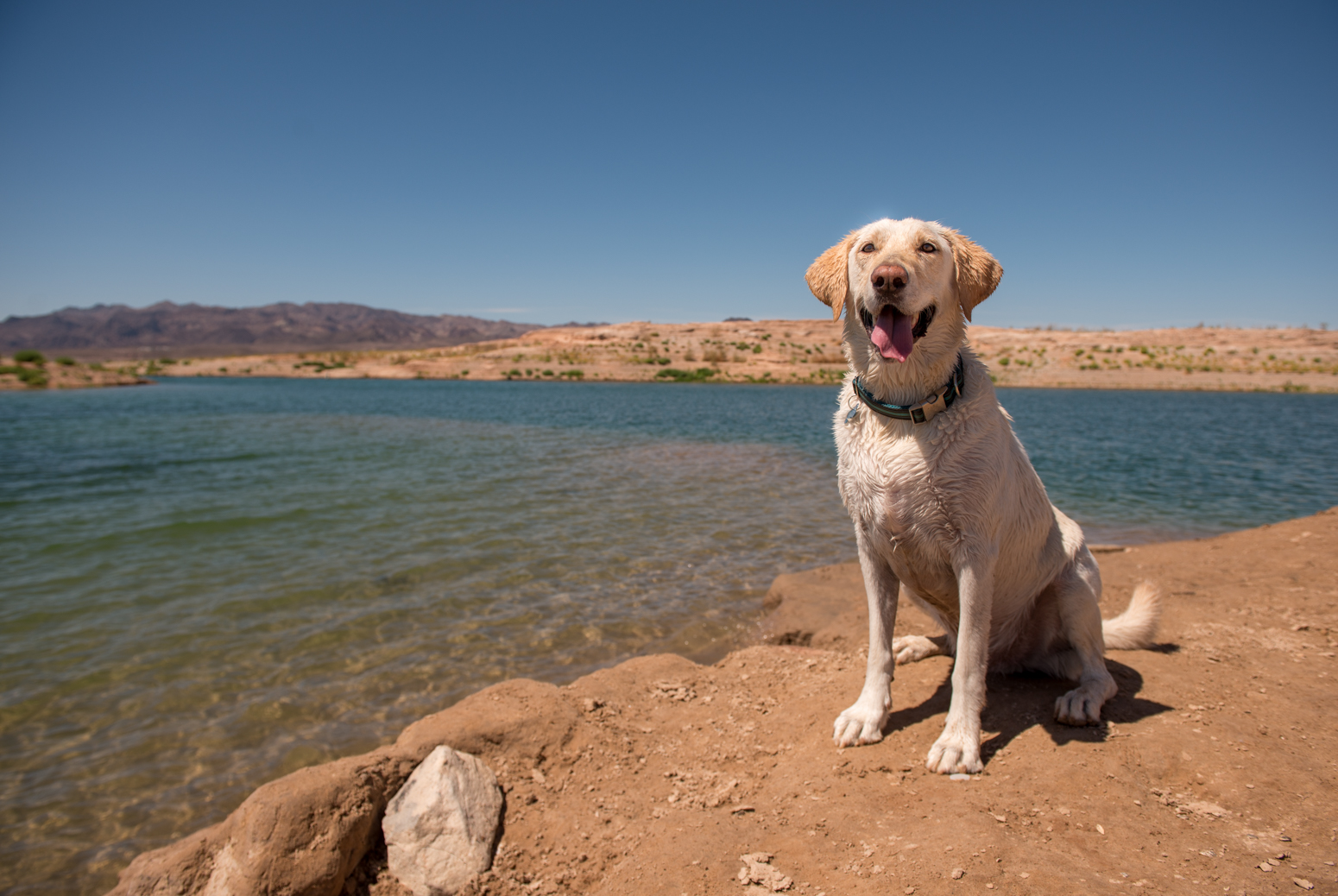 Bear- Bark Gallery Mascot - Swimming at Lake Mead