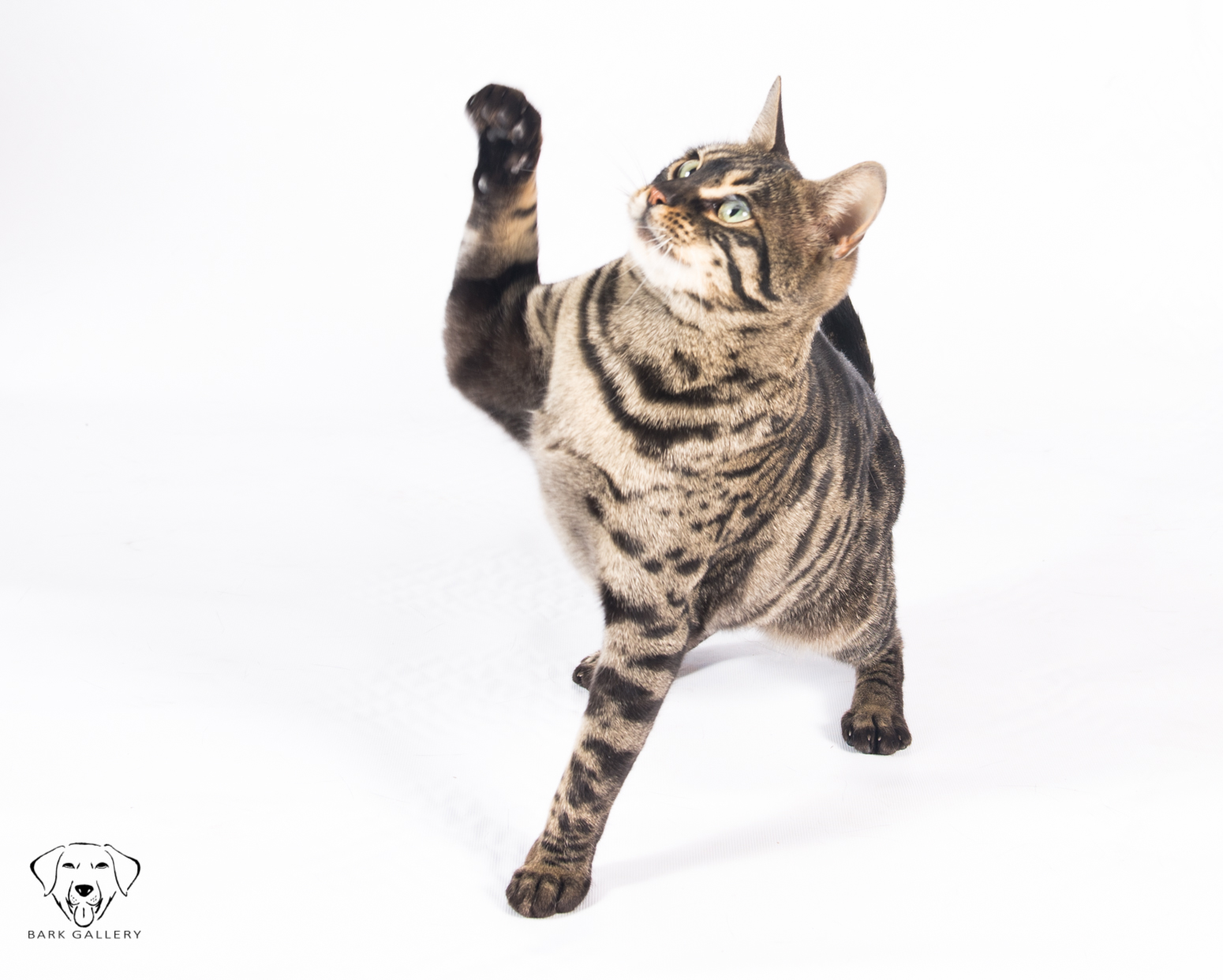 High Five Kitty! 