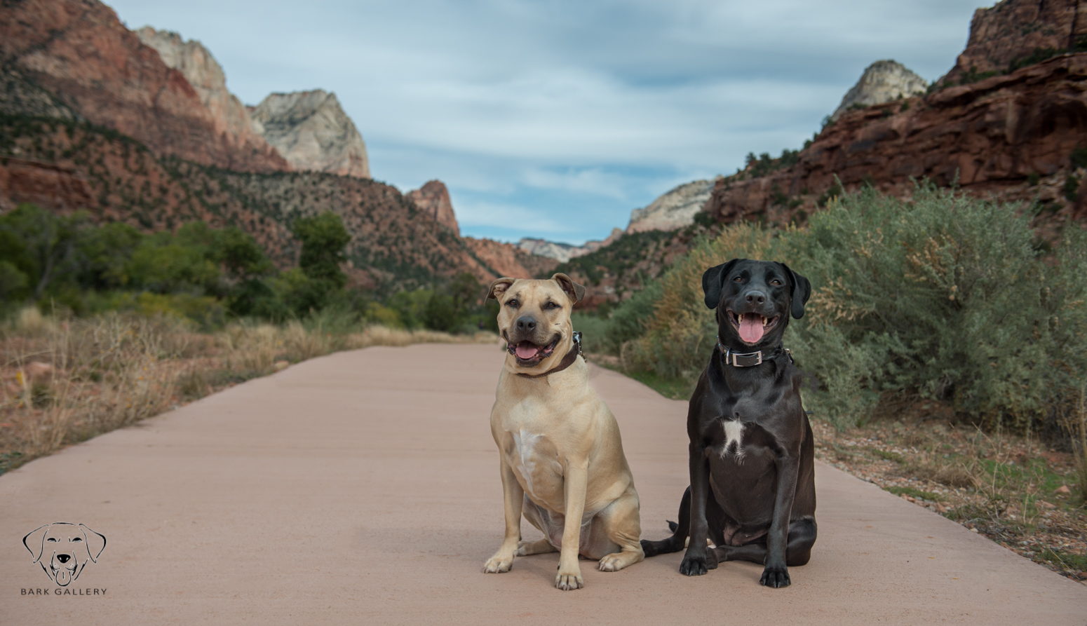 Jet and Bella- Bark Gallery Session