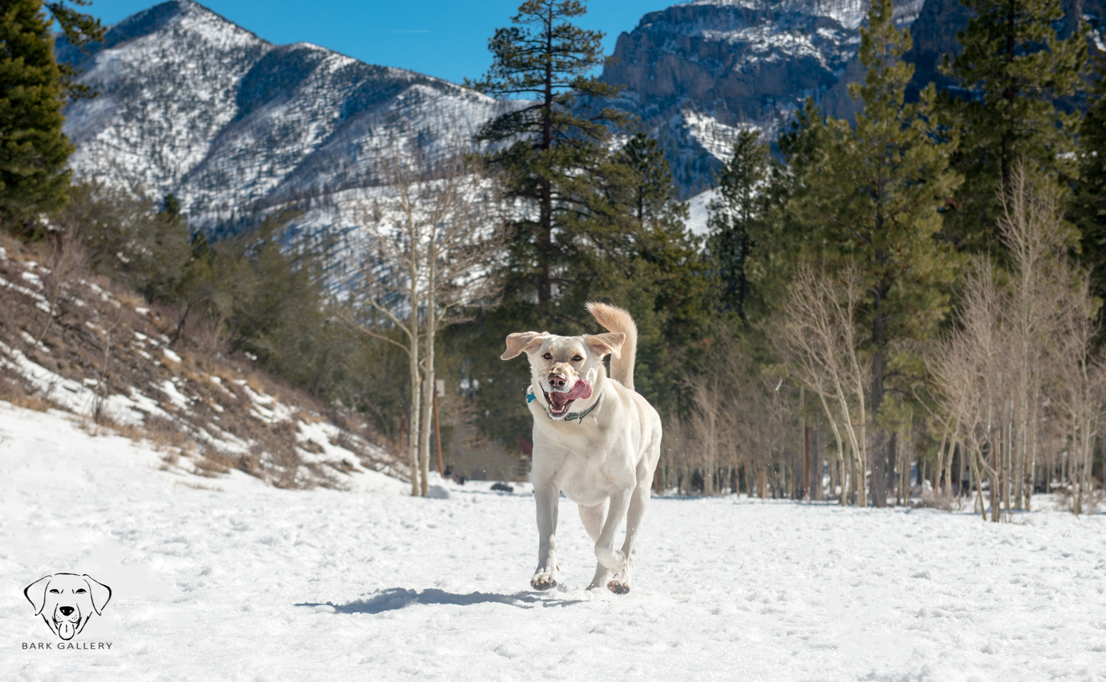 Mount Charleston Lee Canyon- Bear Bark Gallery Mascot