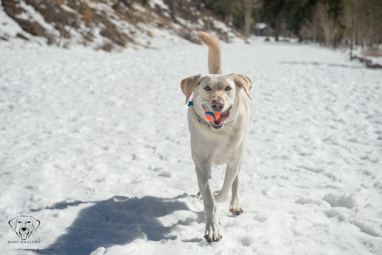Bear coming back with his favorite toy, "Chuckit Ball!"