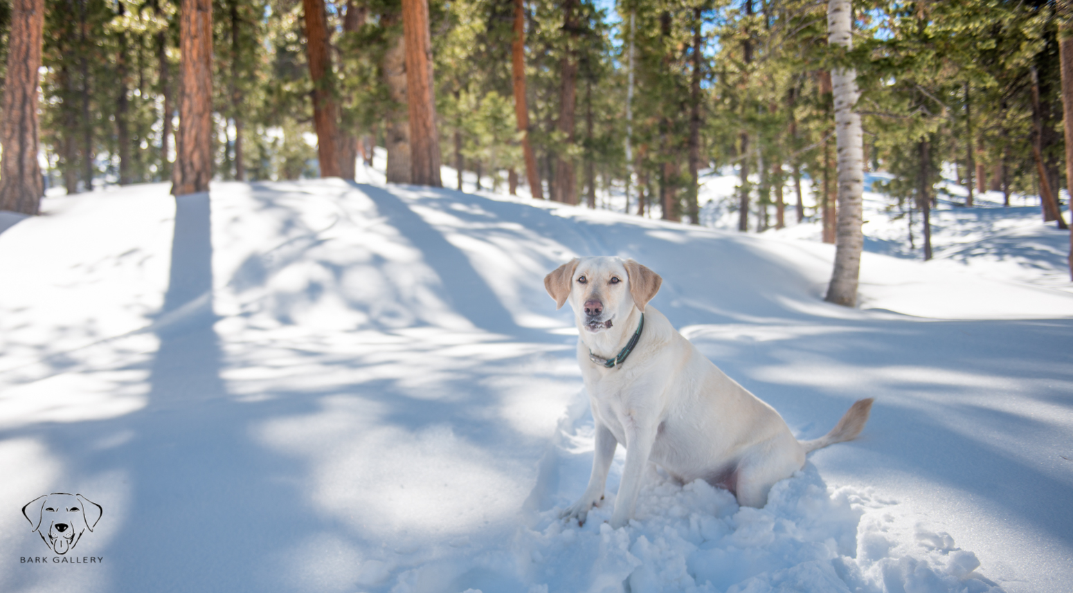 This is my favorite photo of Bear from that snowy day. 