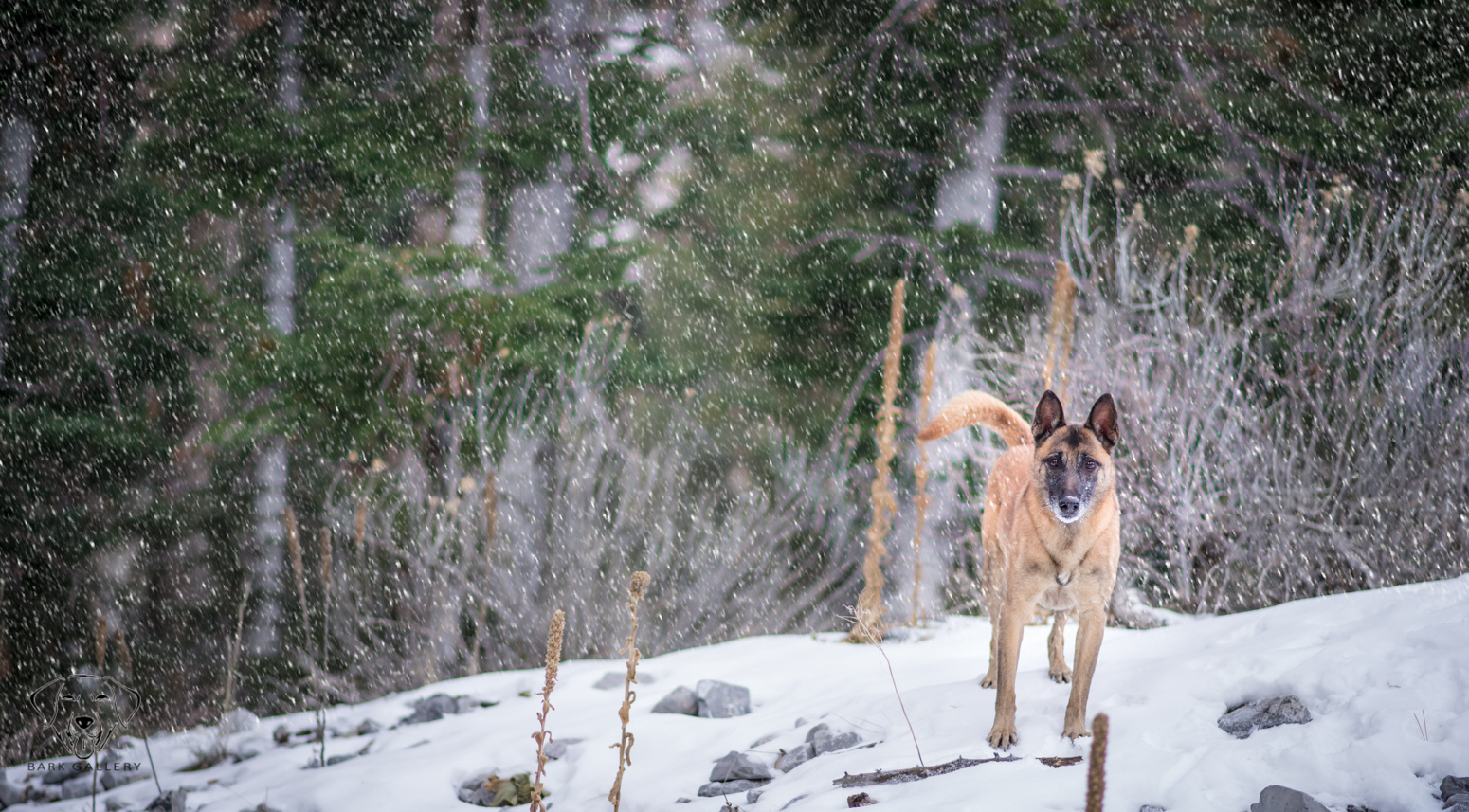 Cricket enjoying the snow. Mt Charleston, Nevada