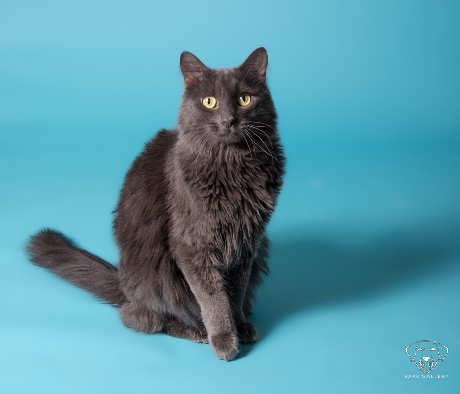 This cat was available at the NSPCA