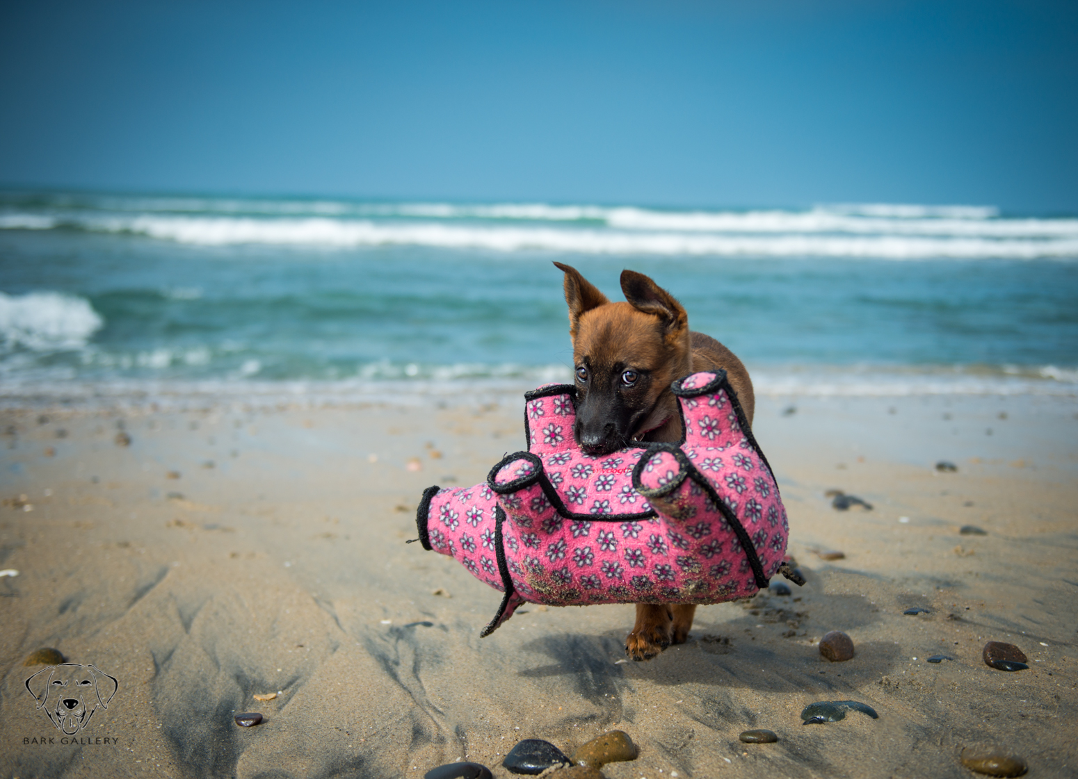 Don't forget your toy!
