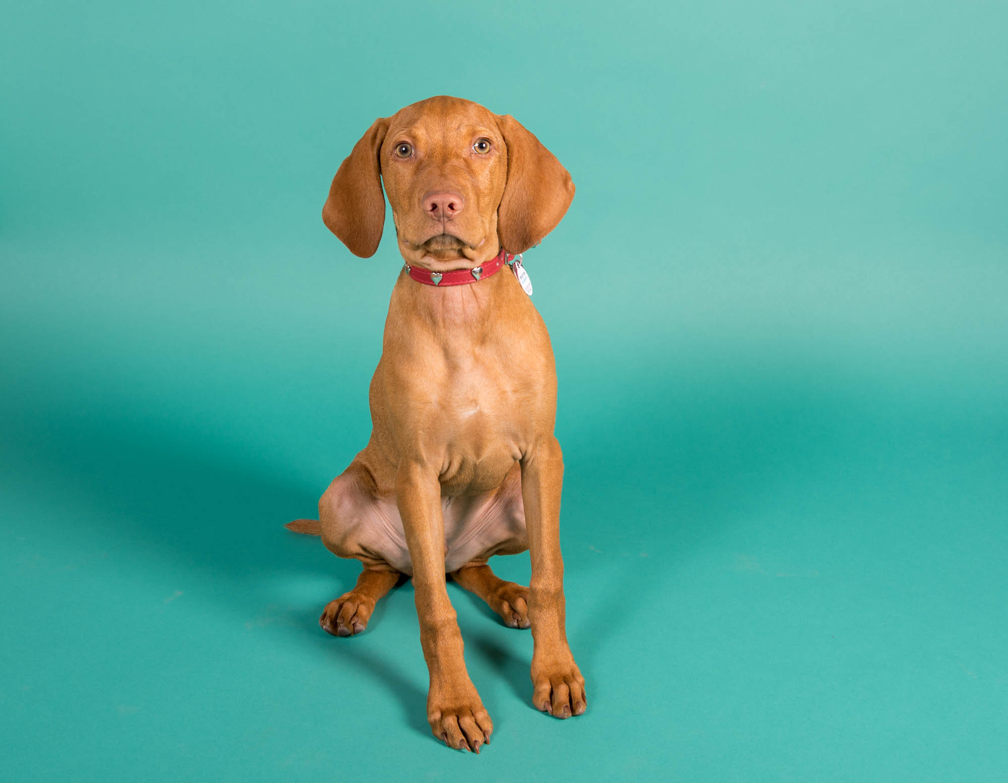 Studio Pet Portraits — Bark Gallery Las Vegas Pet Portraits