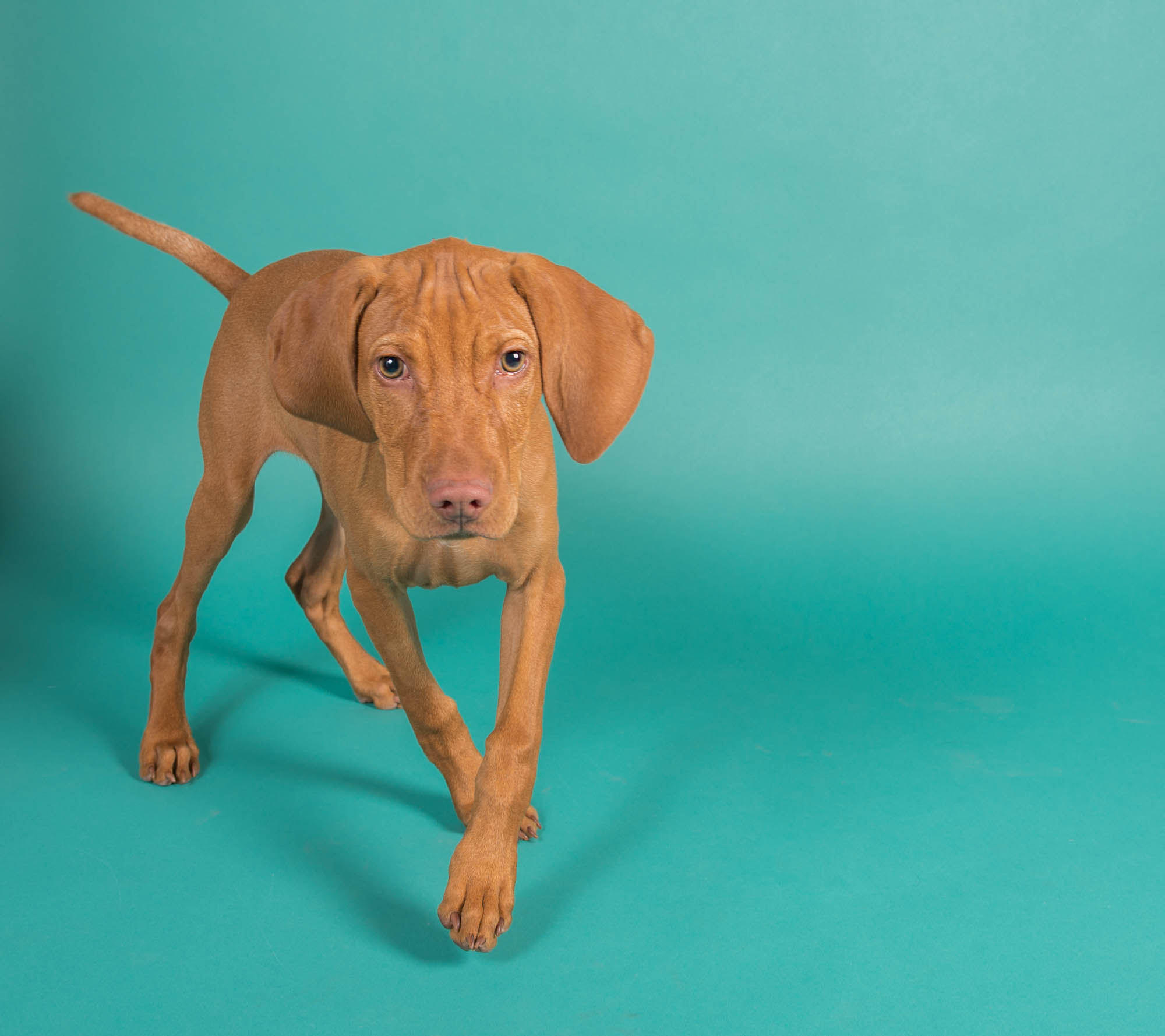 Puppy Studio Photo