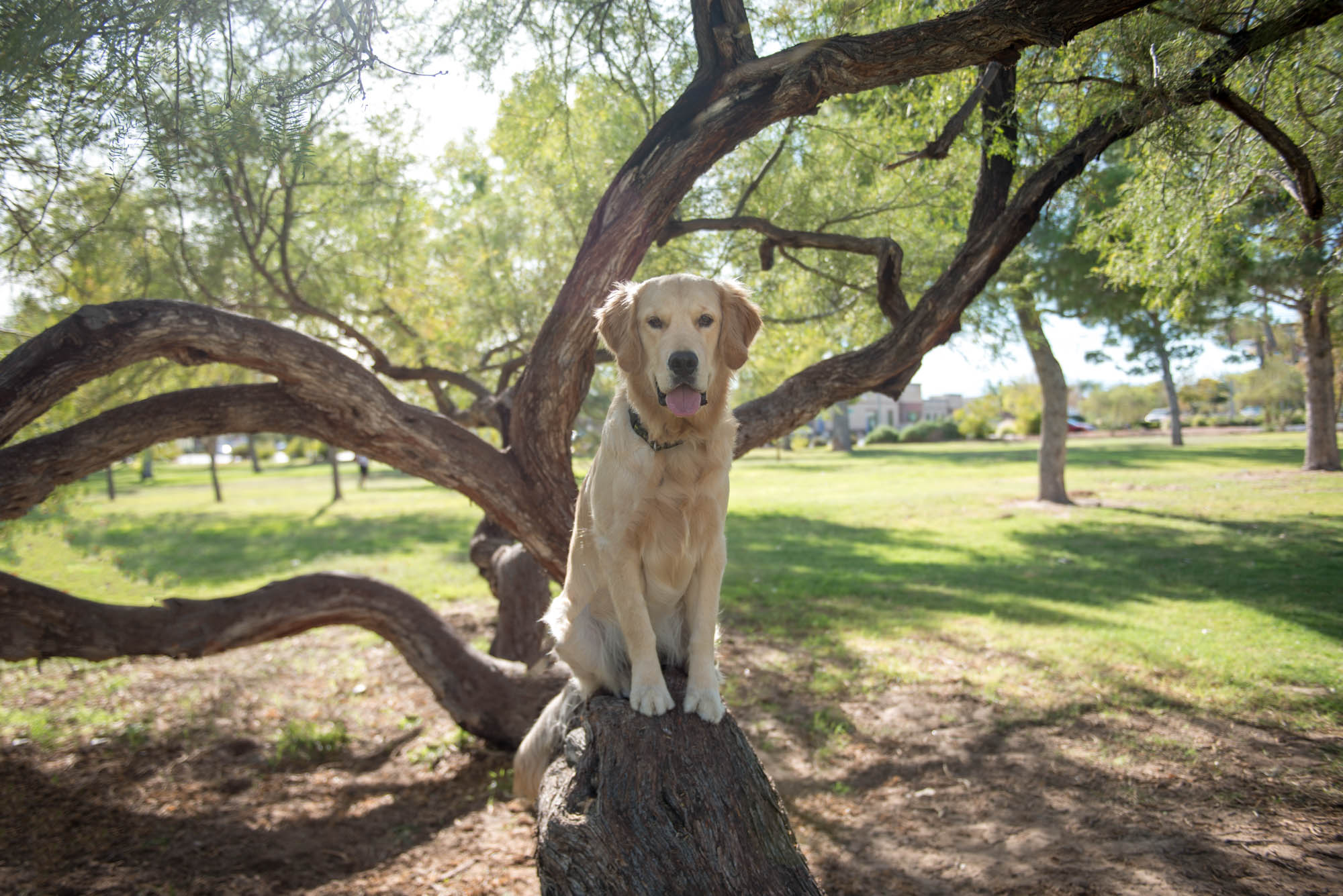 Hanging in the trees