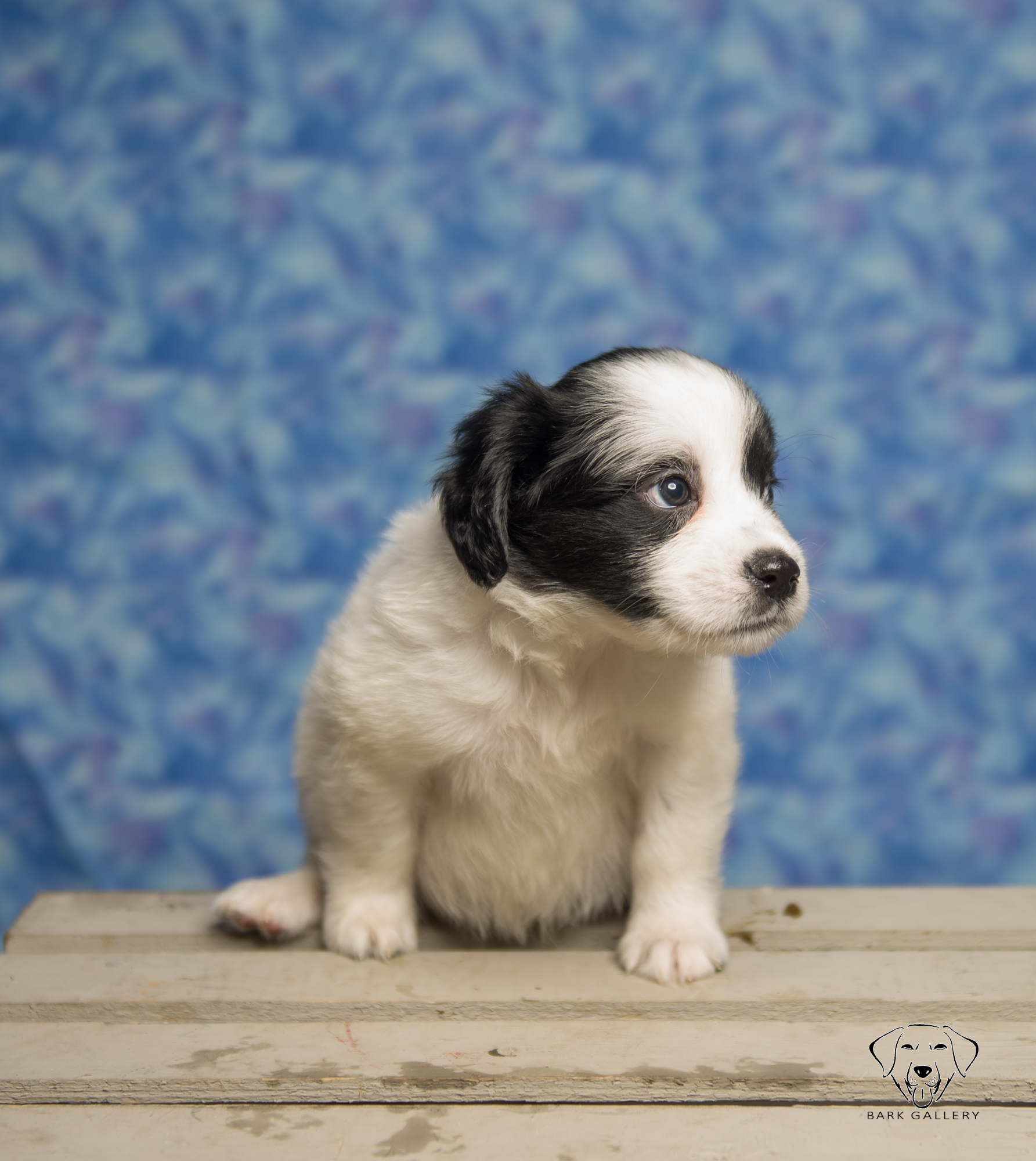 What a face on this dog! 