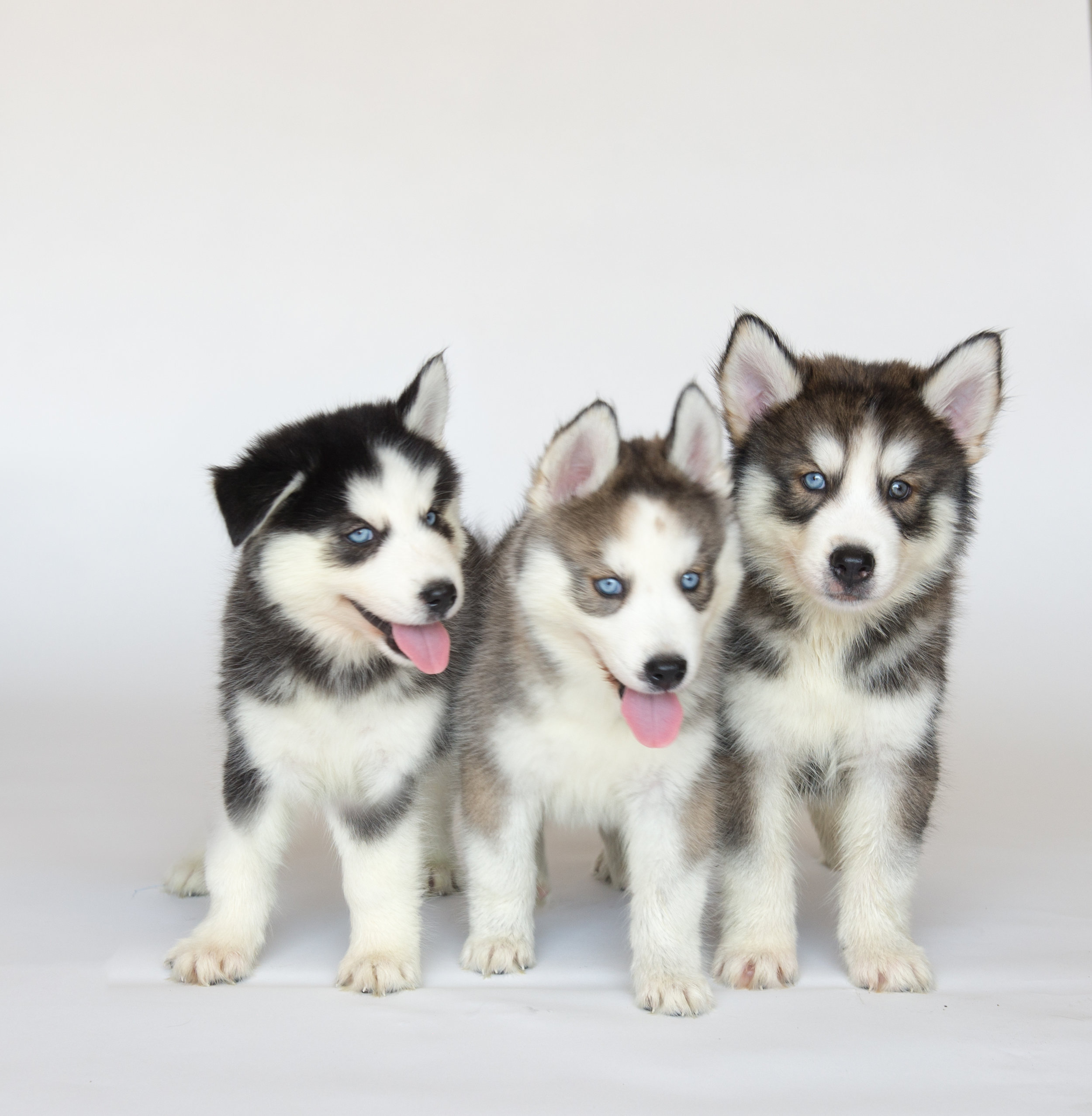 Husky Puppy Portrait