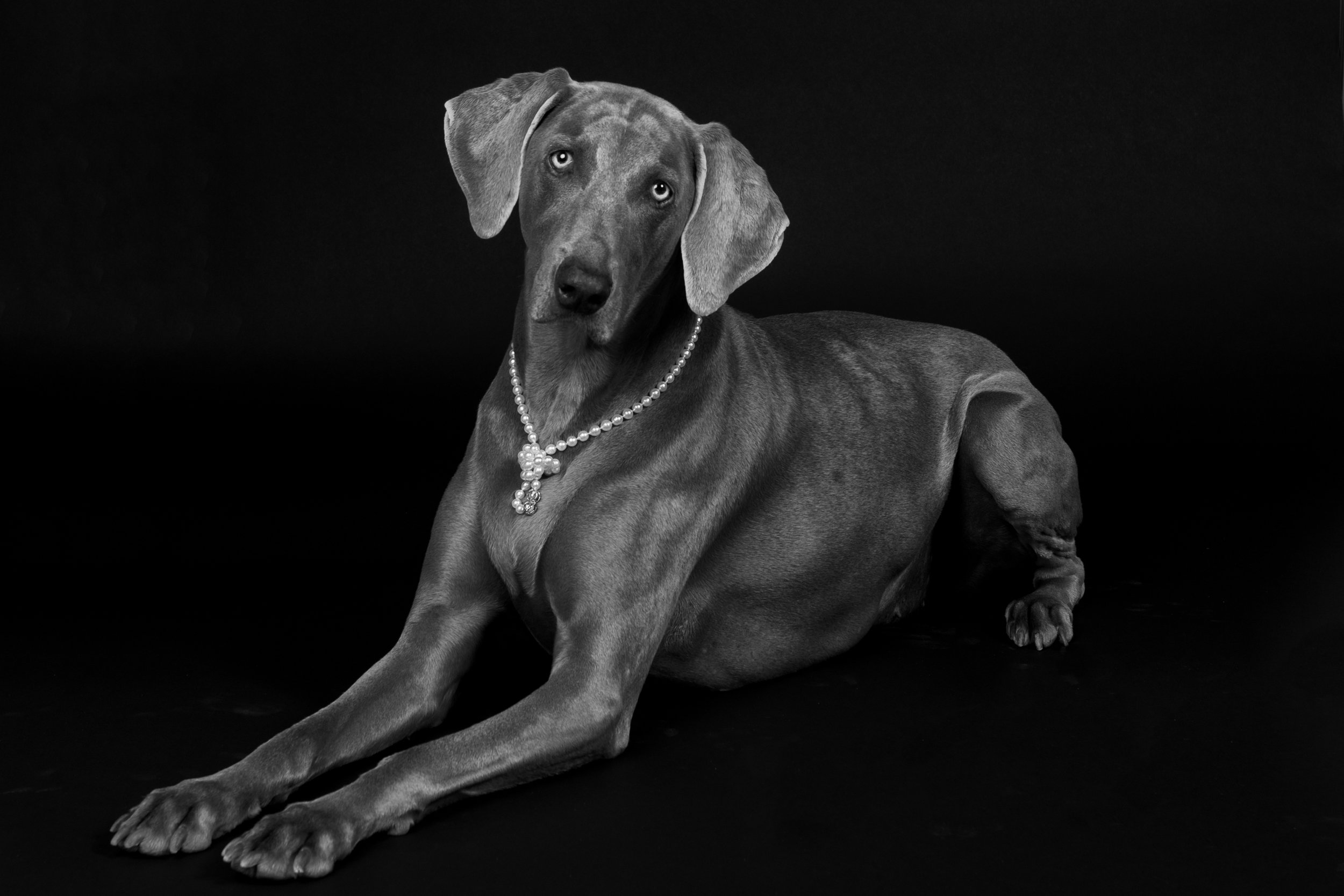 Studio Pet Portraits — Bark Gallery Las Vegas Pet Portraits