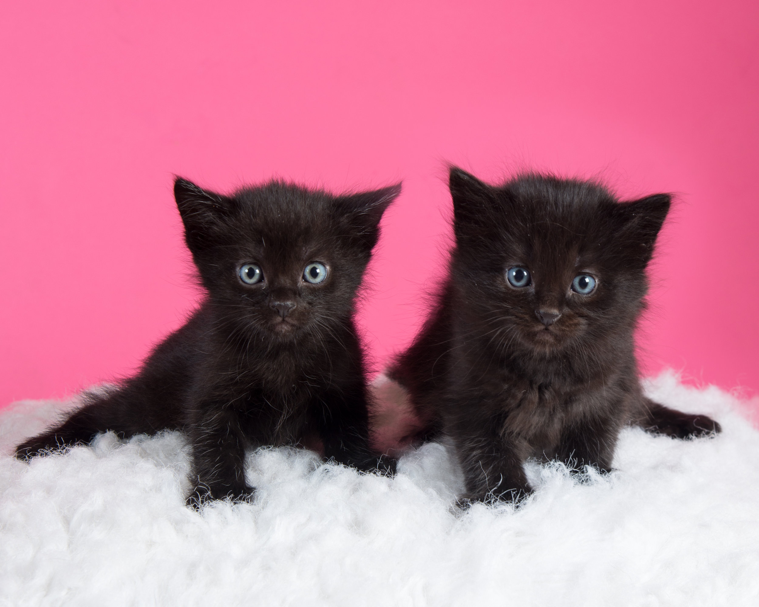 Kittens