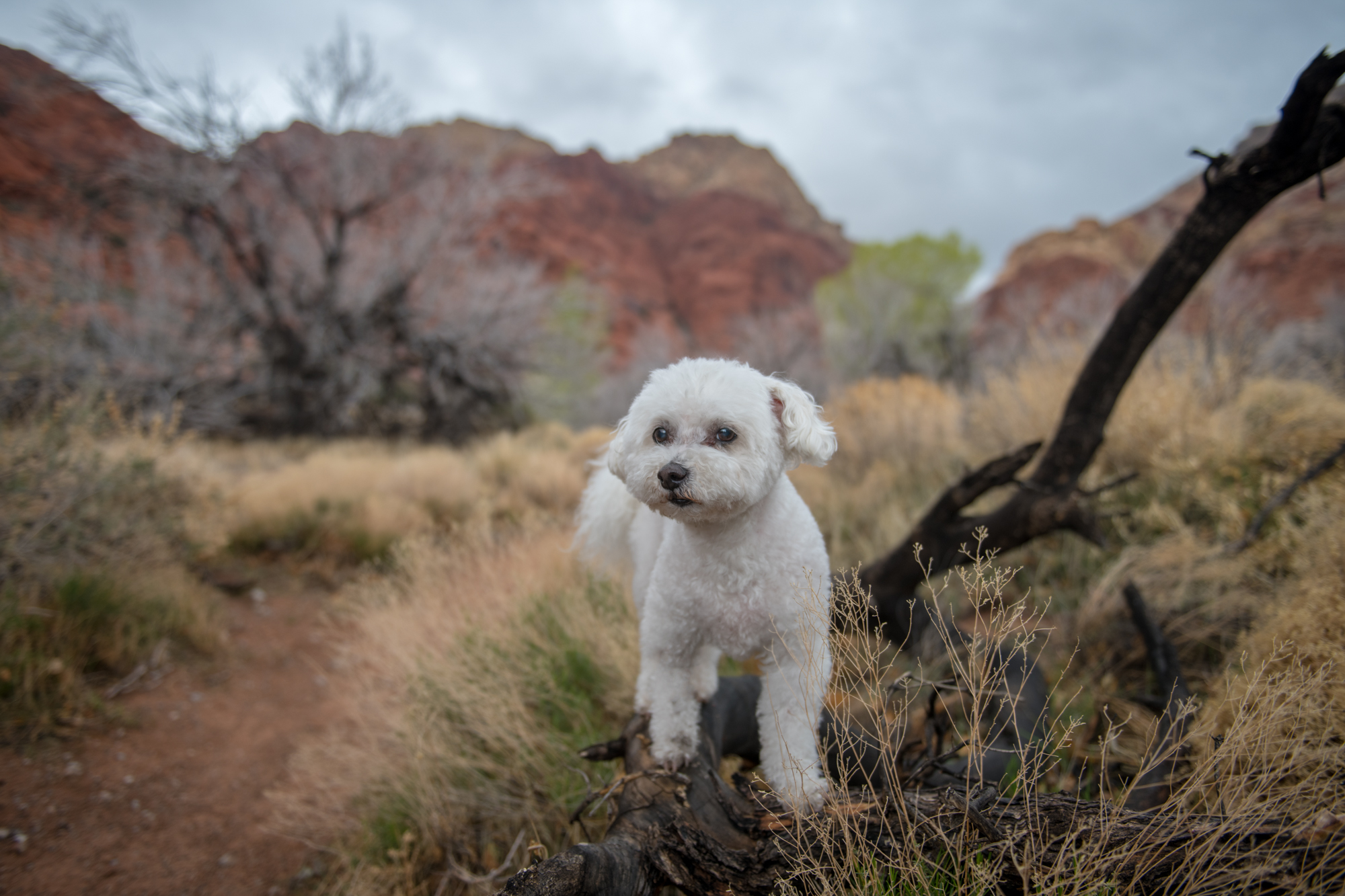 Red Rock Canyon Pet Photography