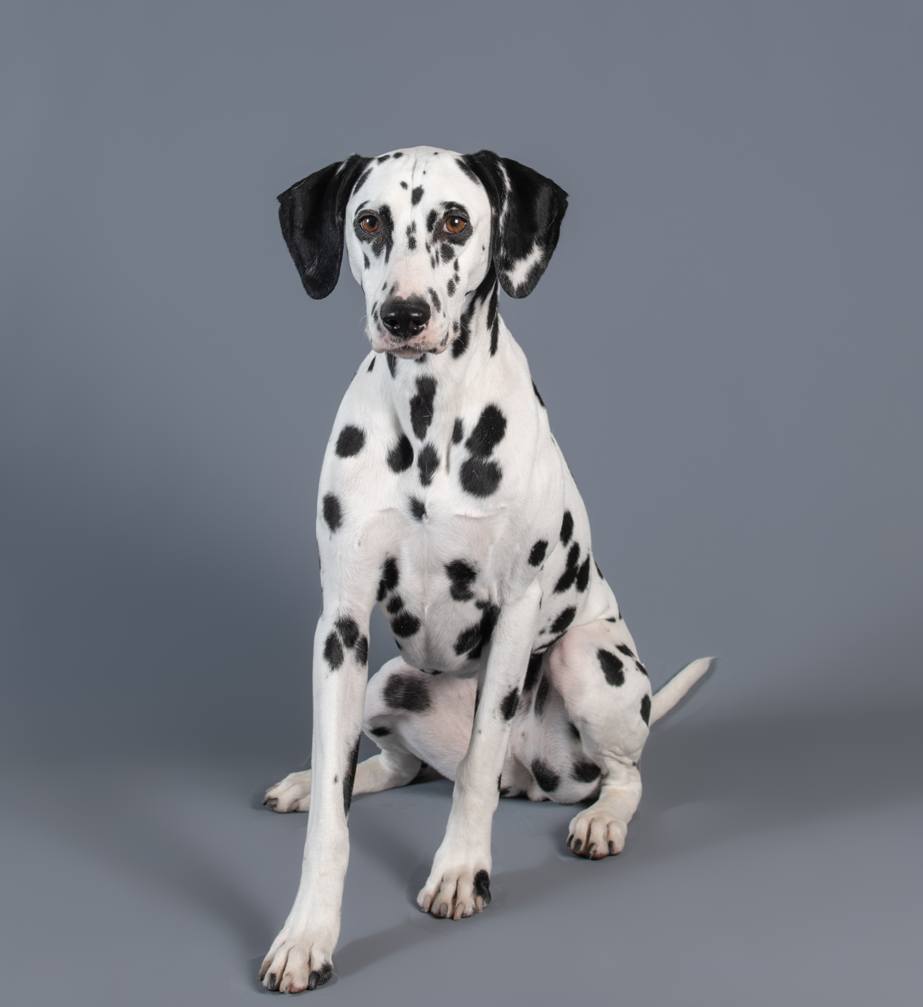 Dalmatian Studio Portrait