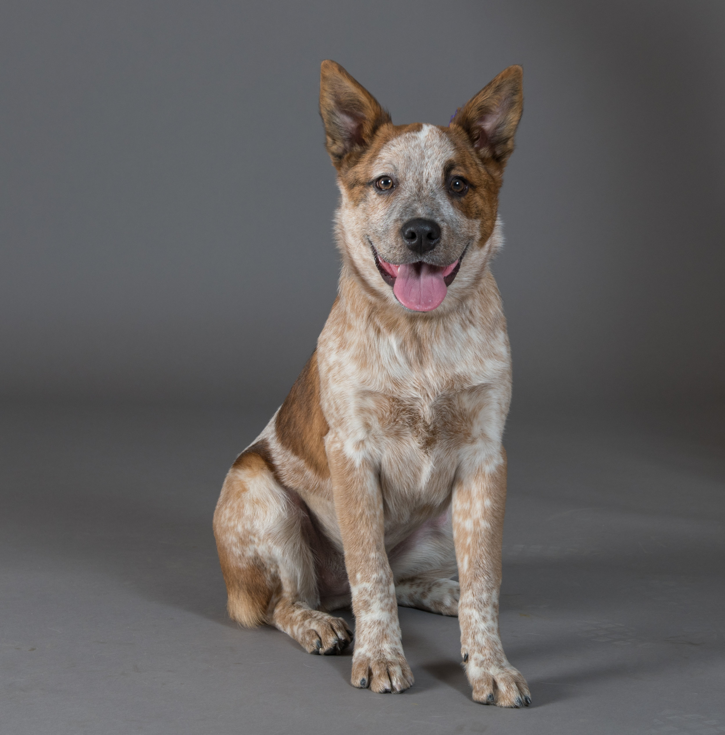 Heeler Puppy Portrait