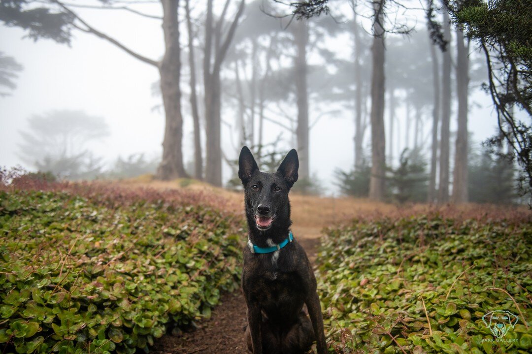 The fog of San Francisco makes for a great backdrop. Monkey was enjoying the cooler weather.