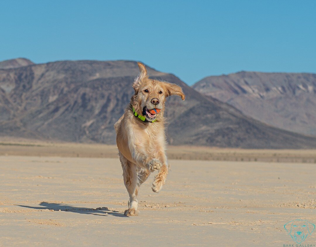 Louie enjoying the Dry Lake Bed. He was saved from a dog meat farm in Korea. Now he runs free.