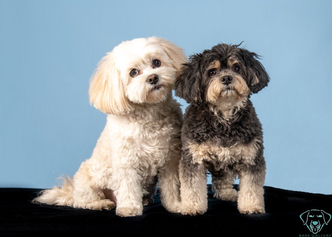 Studio portraits let your dogs stick out against the plain backdrop for a great timeless look.