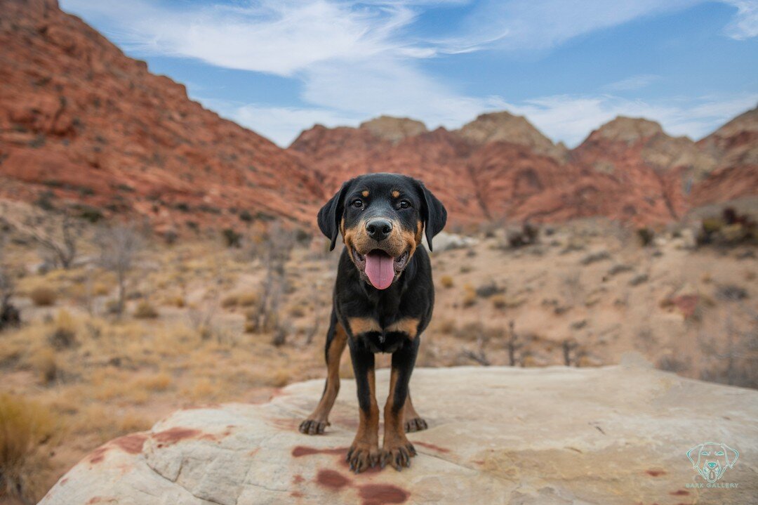 Happy National Dog Day! Post your dogs below so I can see! Like your favorite image. 

#nationaldogday #dogsofinstagram #dog #dogs #puppy #puppylove #dogstagram #dogoftheday #puppiesofinstagram #doglife #internationaldogday #adoptdontshop #love #dogl