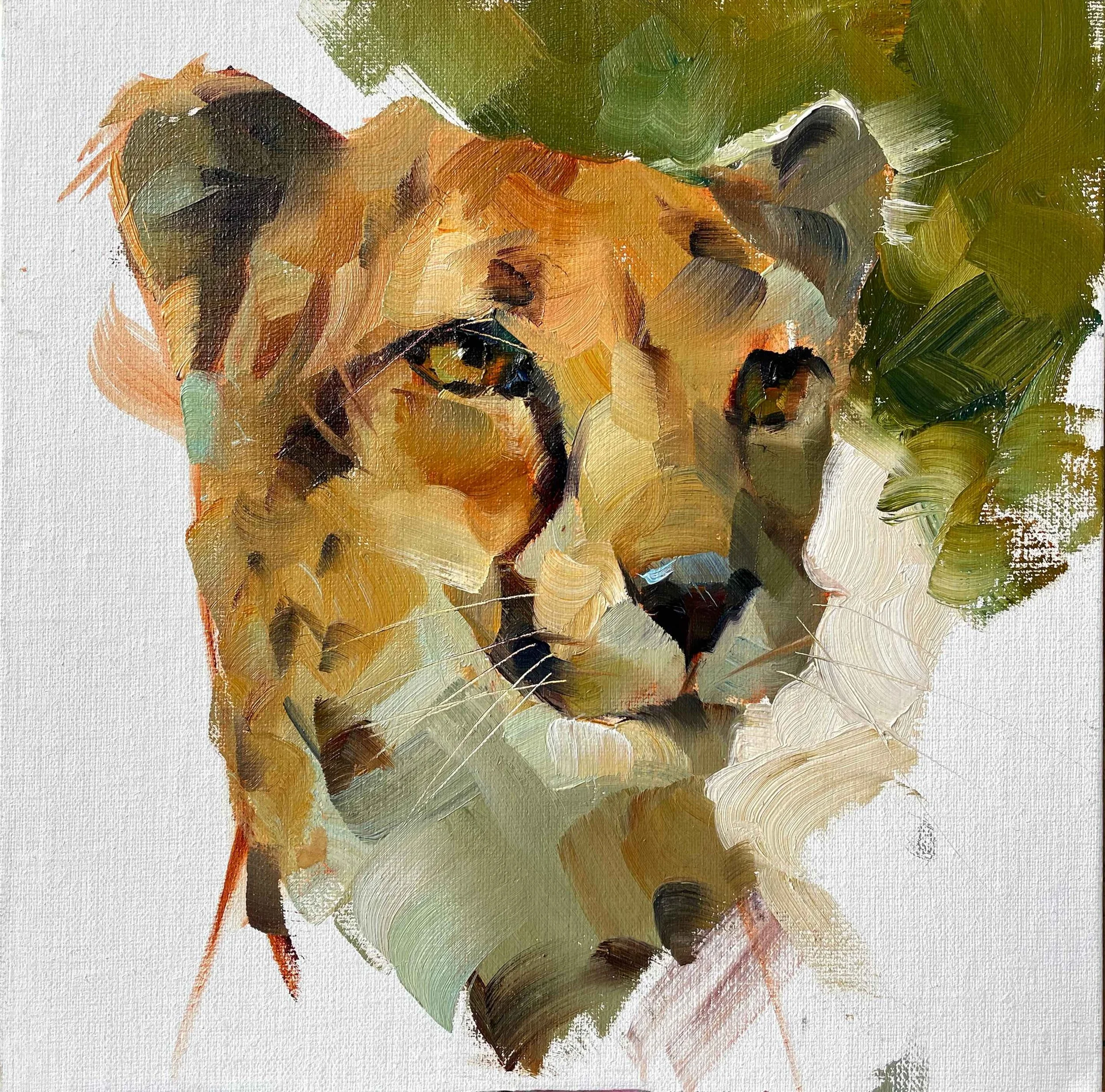 Cheetah.jpeg