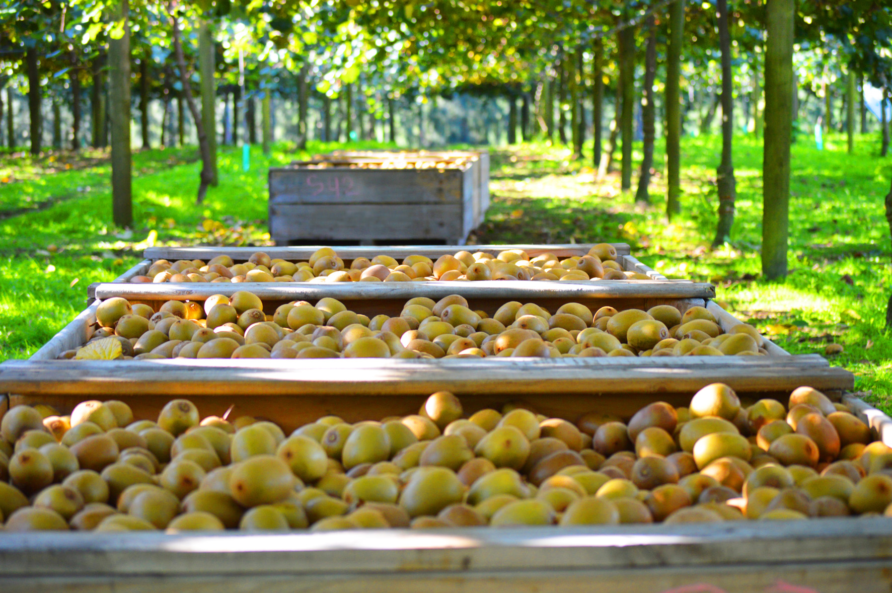 KIWIFRUIT_ORCHARD.jpg