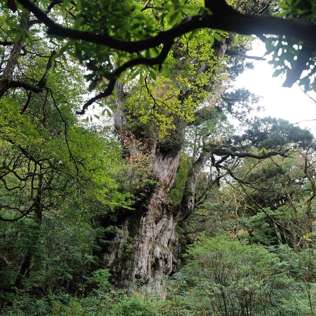 やっと出会えた、日本の木の代表格。

「荘厳」

自分の言葉としてを使うのは初めてかもしれない。

いや、その言葉の意味を超えている。

透き通った空にしかない満点の星を眺めるのと同じ感覚を覚える。

たった往復10数時間の移動で出会える奇跡に感謝。

#屋久島
#縄文杉
#屋久杉
#多拠点居住 
#移住地探し 
#移住地探しの旅 
#ライフワーク
#ライフハック 
#ライフスタイル 
#リモートワーク 
#シンプルライフ 
#旅するミニマリスト建築家
#ワーケーション
#アウトドアワーク
#