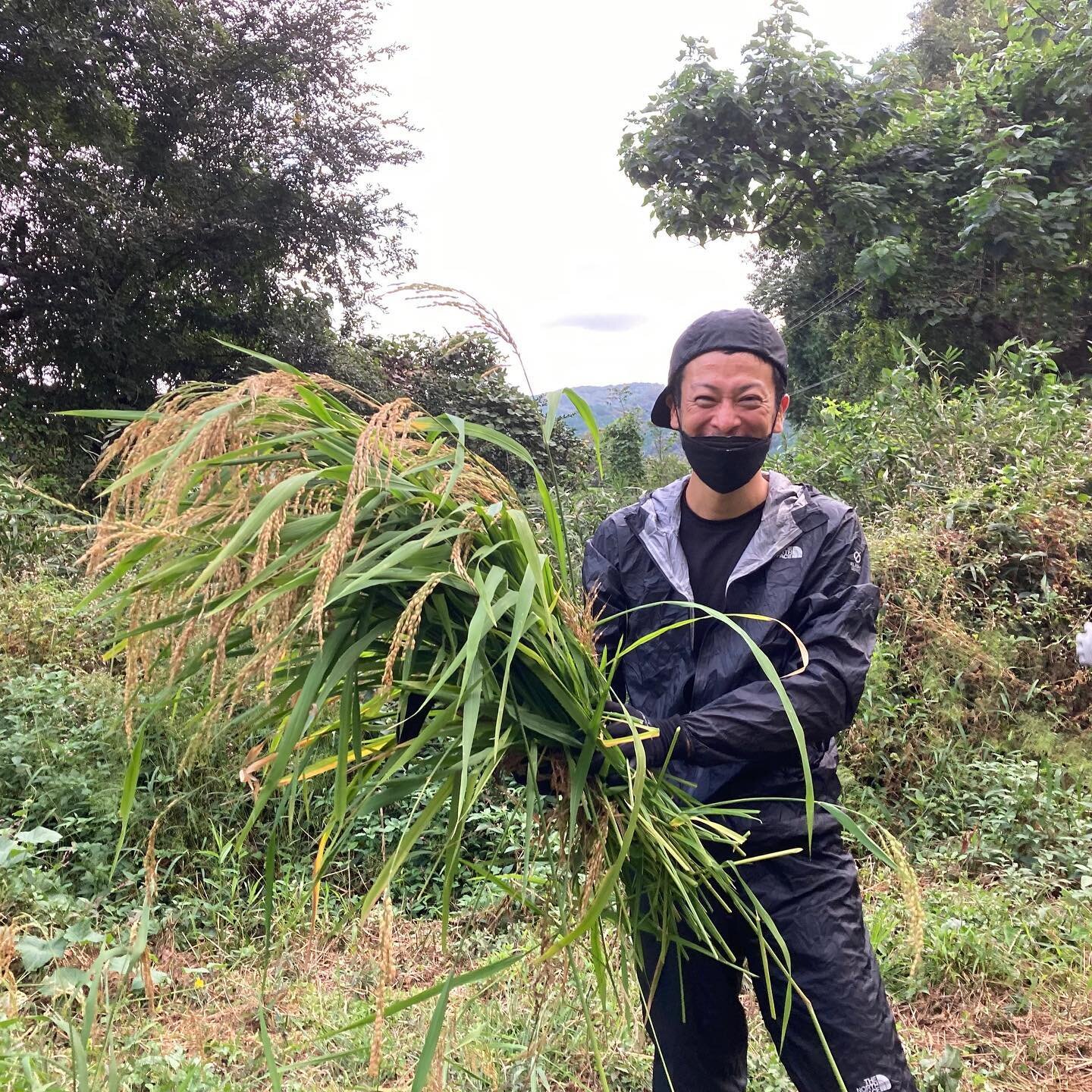 今年からはじめた畑ワーク、
完全無農薬、無化学肥料、雨水のみでスーパーの野菜よりはるかに美味しくて良く育っている。

更に米＝田んぼと言う固定概念も吹き飛んだ。

なんともイメージは怖い物だととも思う。

そして未来に可能性が広がる。

#畑
#米
#自然栽培
#多拠点居住
#移住地探しの旅 
#ライフワーク
#ライフハック 
#ライフスタイル 
#リモートワーク 
#シンプルライフ 
#旅するミニマリスト建築家
#ワーケーション
#ノマド建築家
#ミニマムワーク
#ミニマリスト
#建築家
#