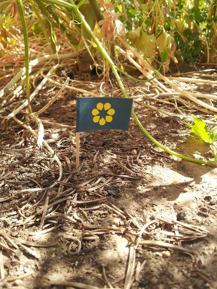 Toothpick flag in Adelaide
