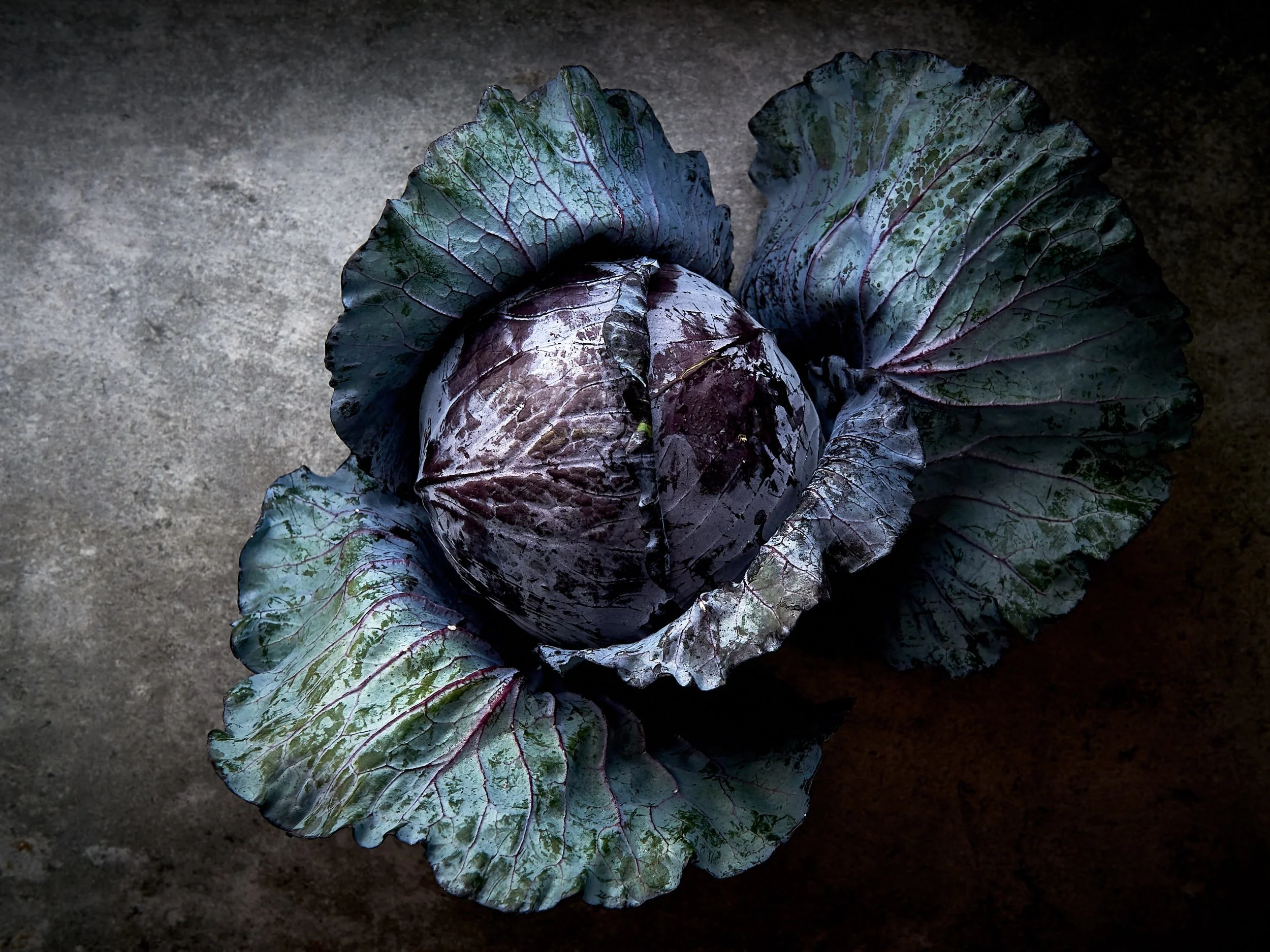 Cabbage_1.jpg