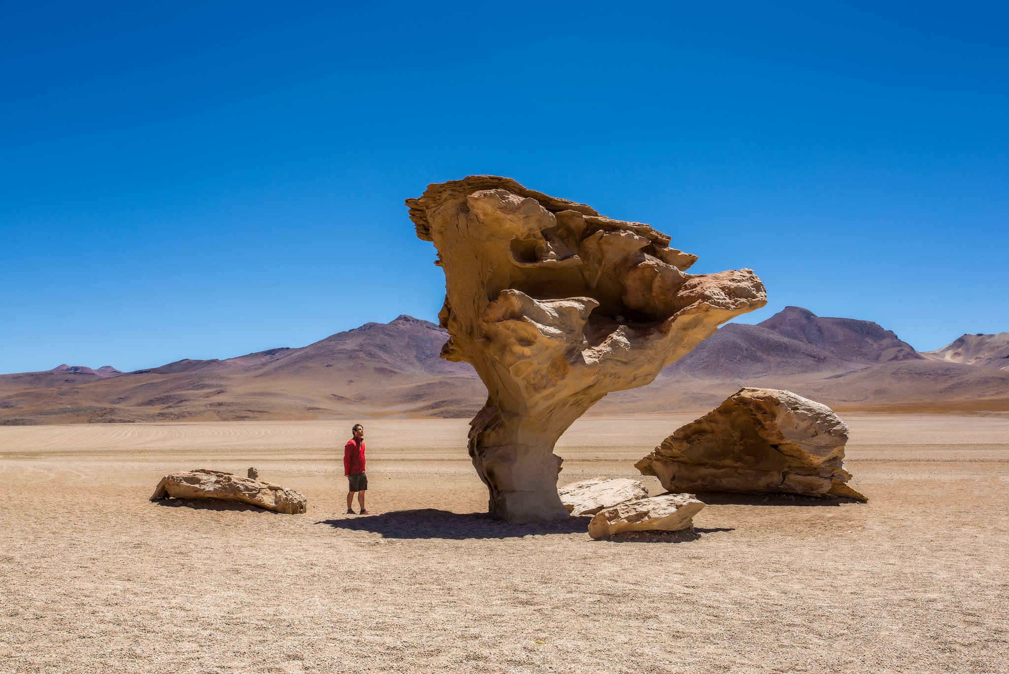 Therocktree.png