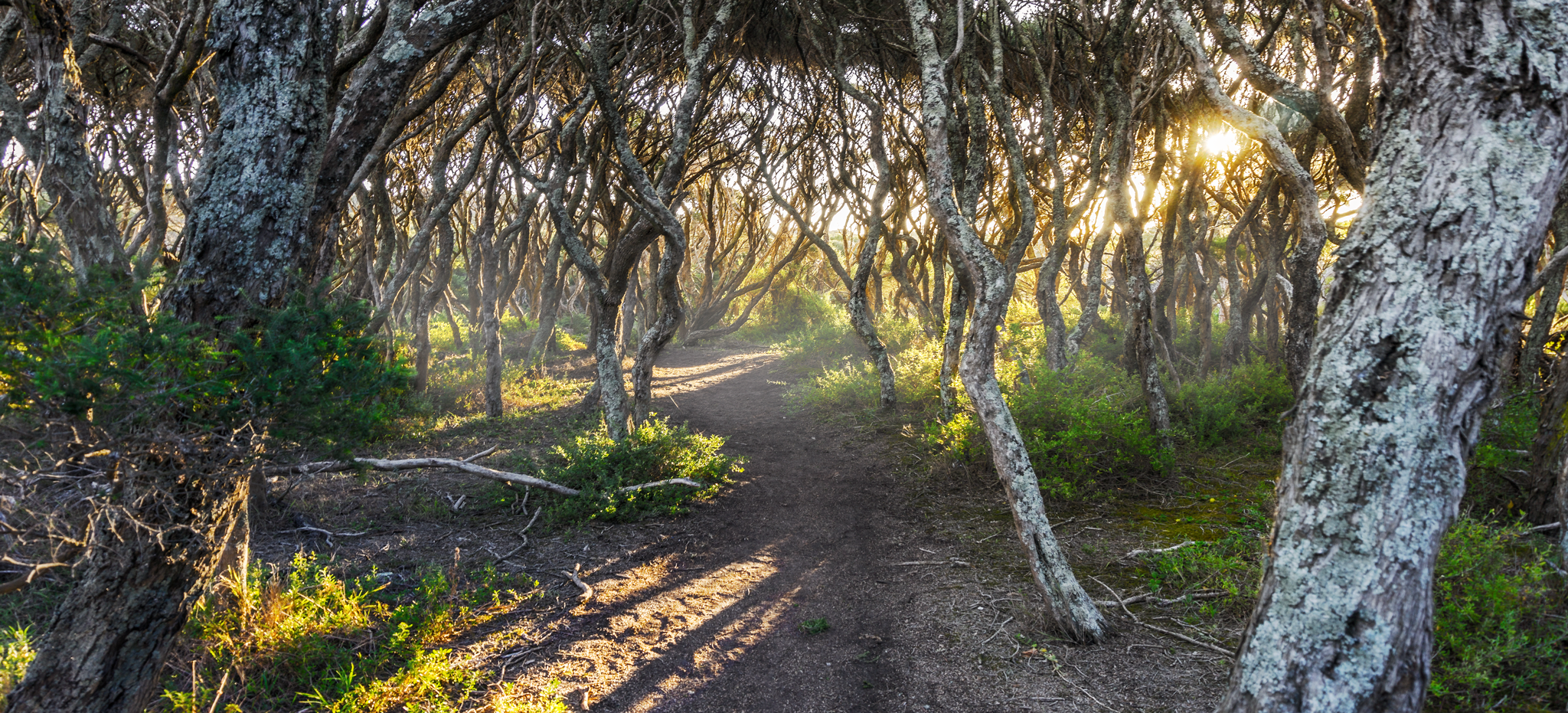 Cape Schanck