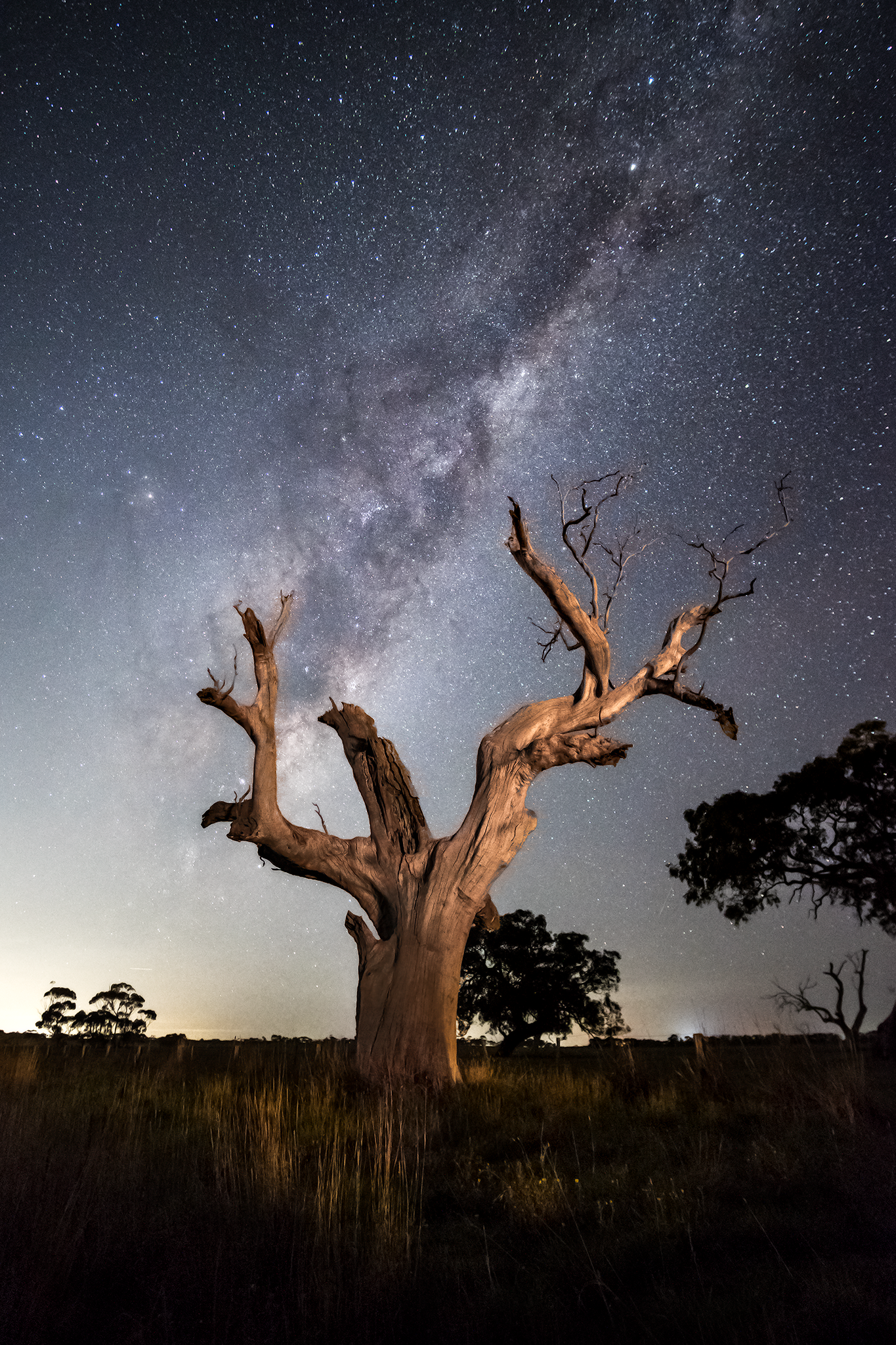 tree02.png