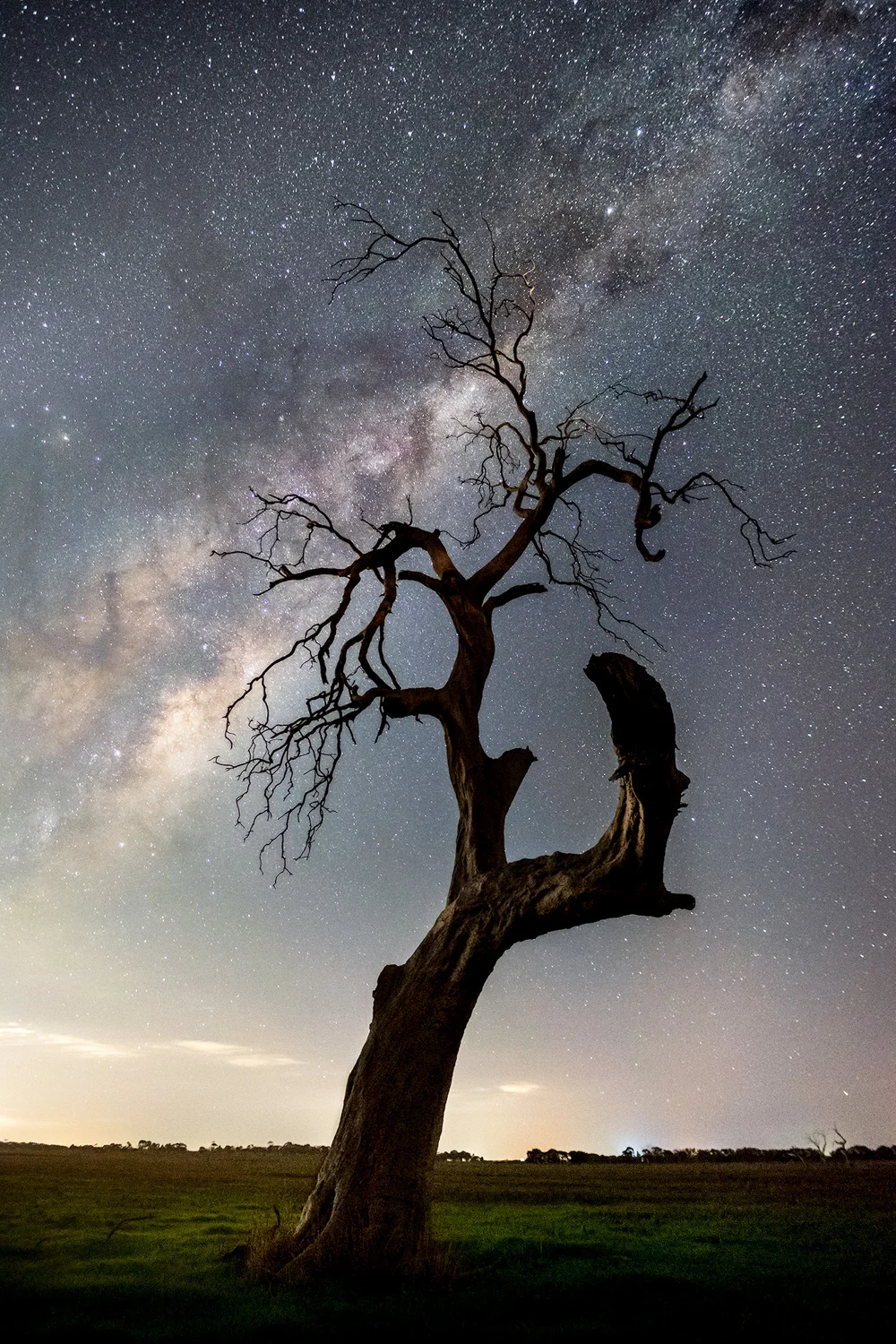 Creapy-tree-colac.jpg