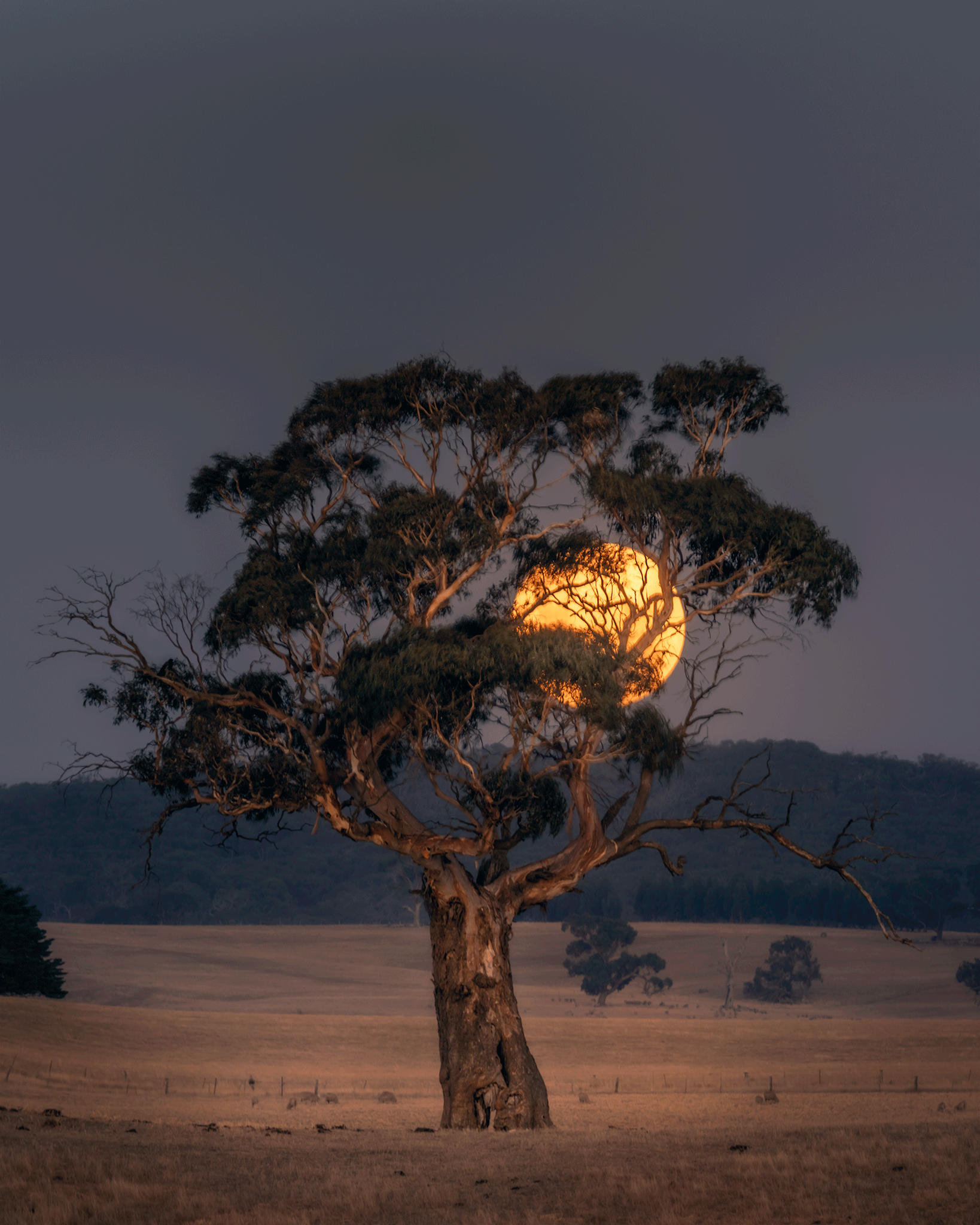 Moon-rise-and-tree-03.png