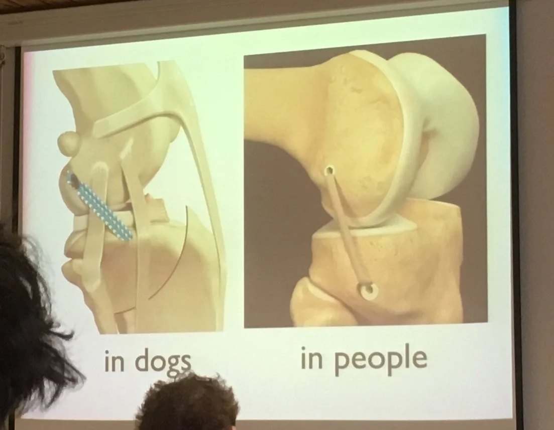 Tierphysiokongress.jpg